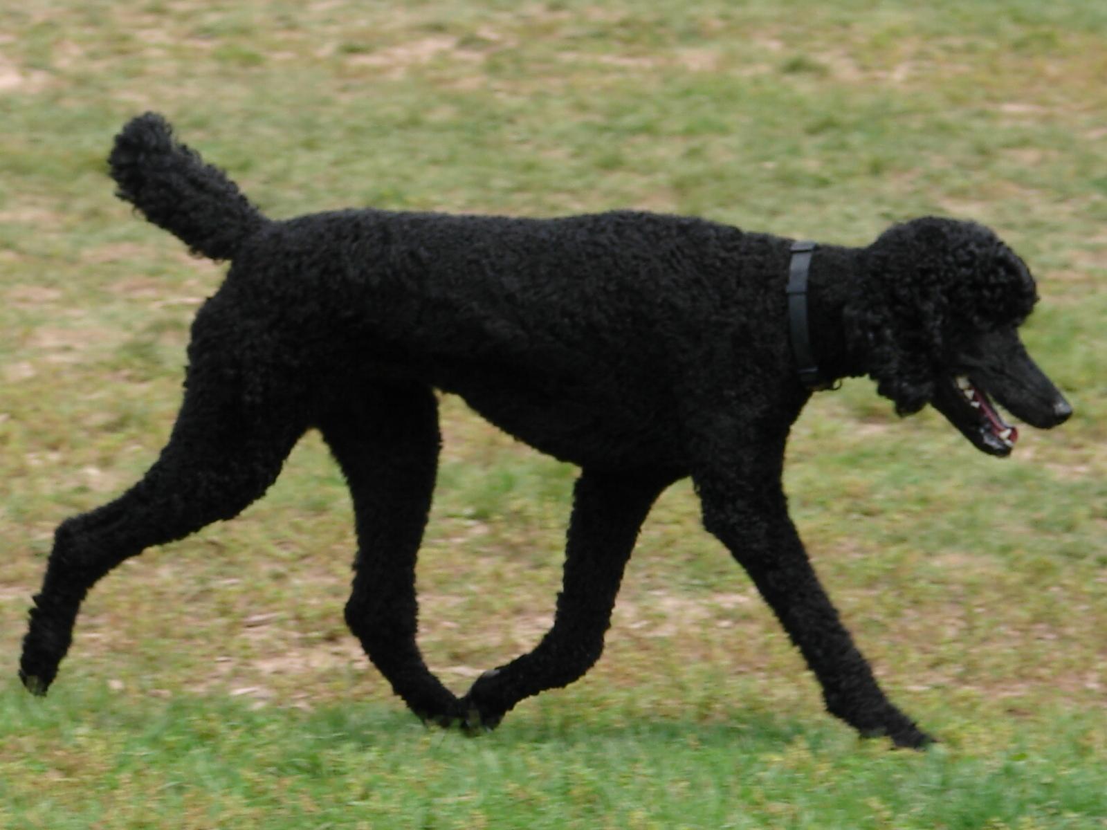 1600x1200 Free download Black Standard Poodle 03 by FantasyStock [1600x1200] for your Desktop, Mobile & Tablet. Explore Black Poodle Wallpaper. Toy Poodle Wallpaper, Standard Poodle Wallpaper, Pink Poodle Wallpaper