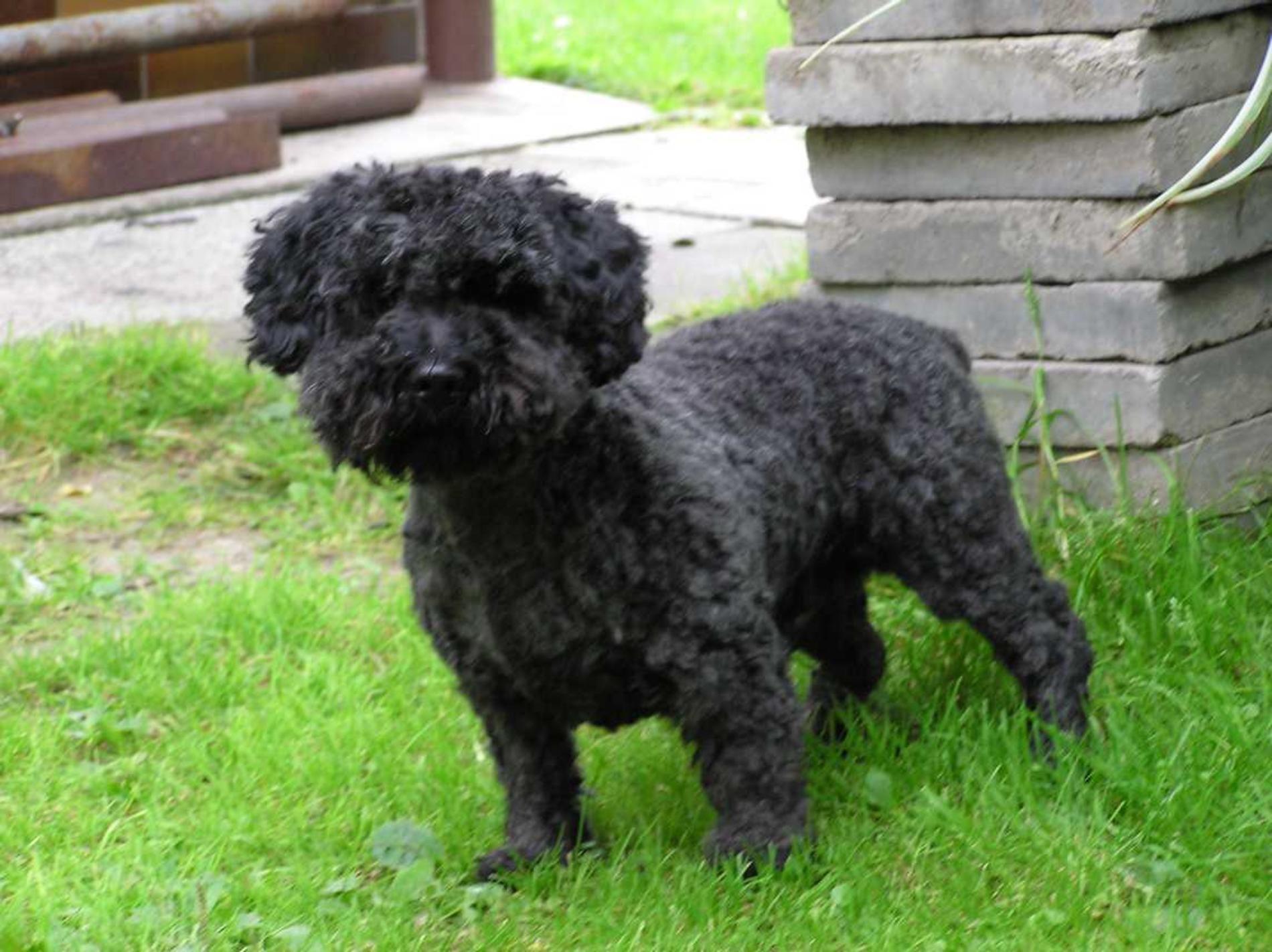 1900x1422 pumi dog photo. Black Pumi dog photo and wallpaper. Beautiful Black Pumi dog picture. Pumi dog, Dog breeds, Bichon dog