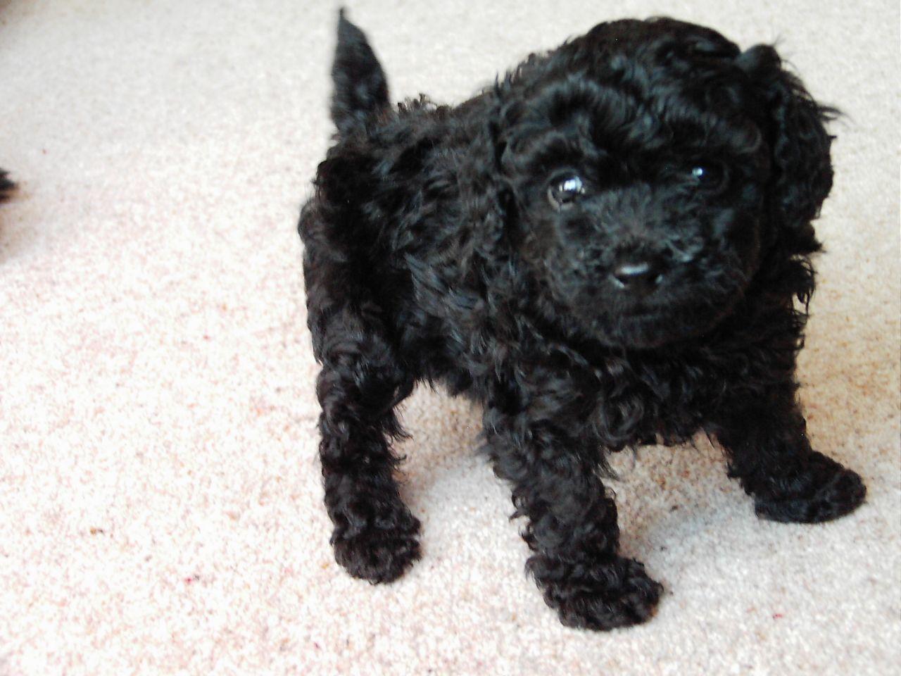 1280x960 Puppy: Toy Poodle Dog Breed Puppies