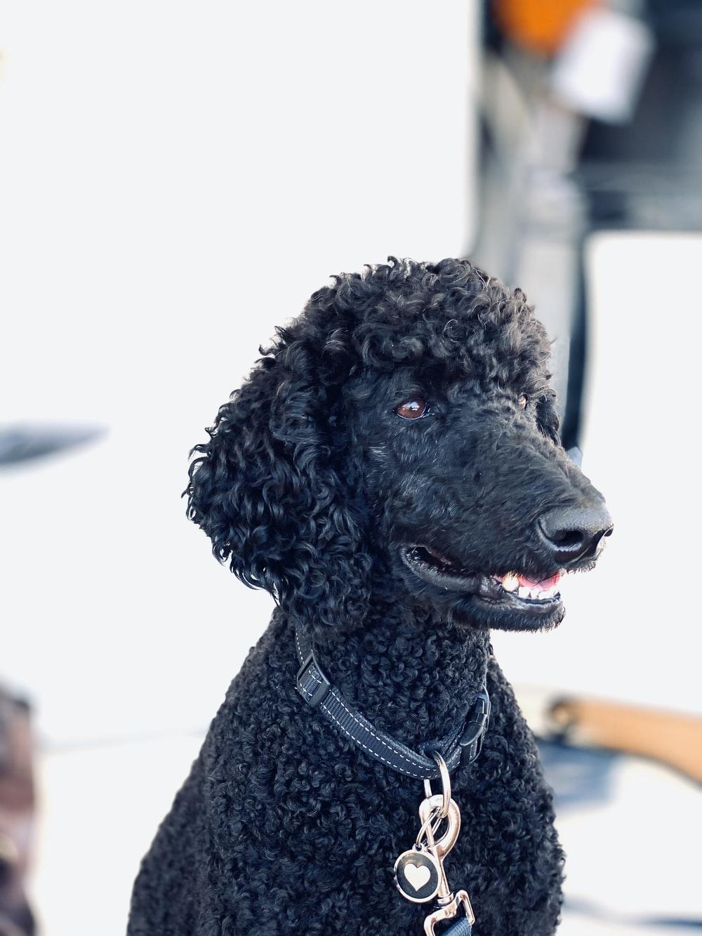 1000x1333 black poodle with brown leash photo