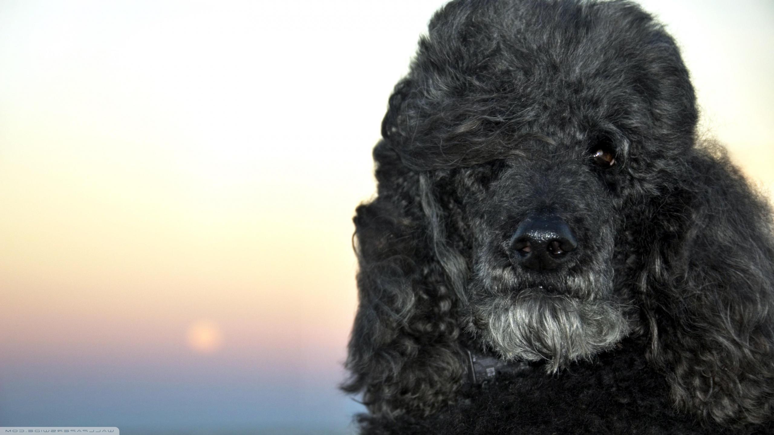 2560x1440 Standard Poodle