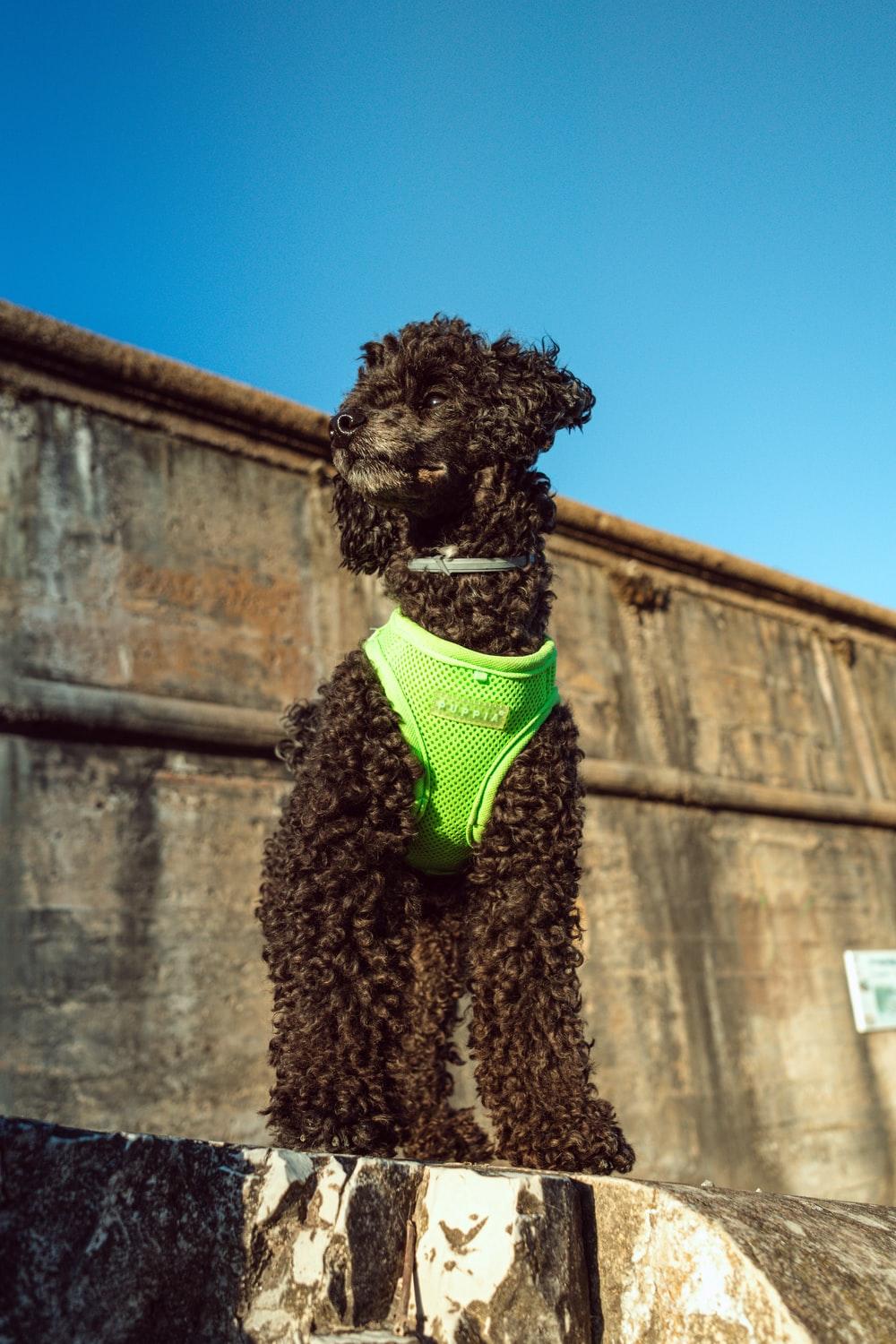 1000x1500 Black Poodle Picture. Download Free Image
