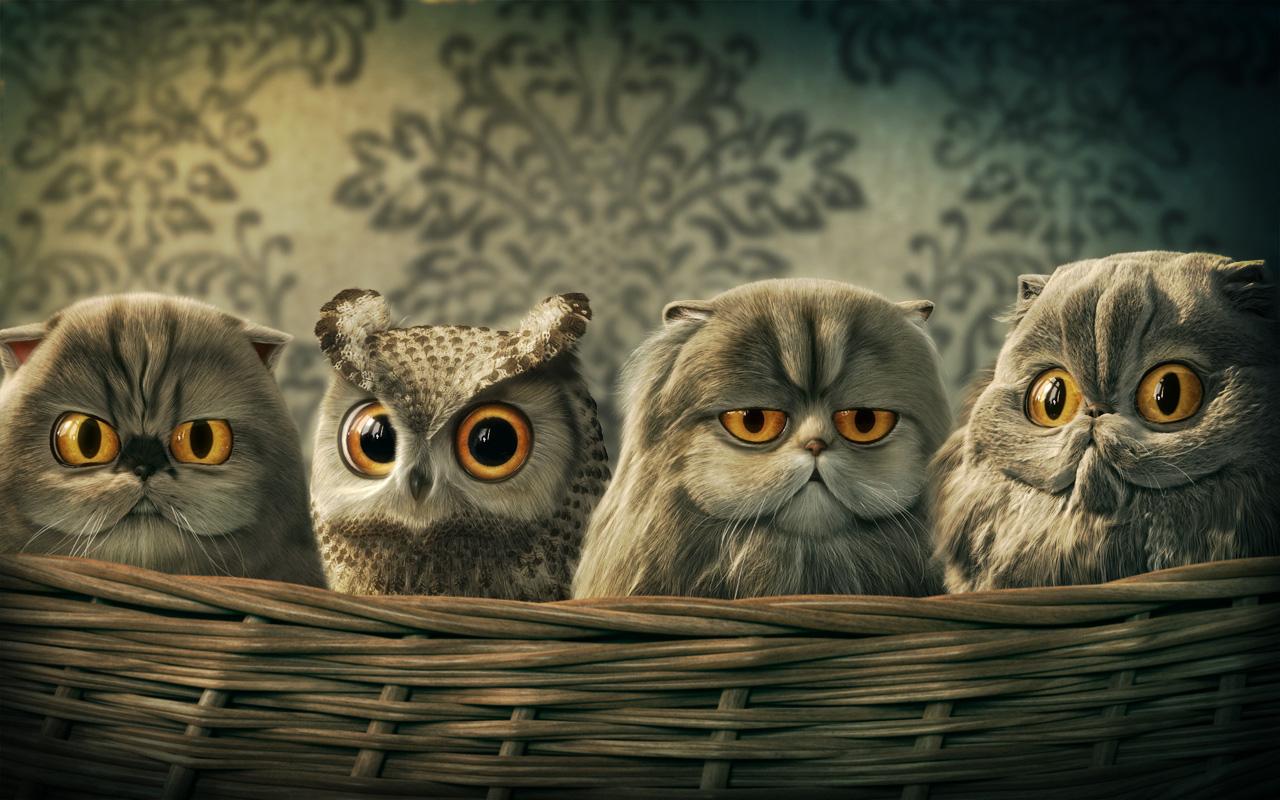 1280x800 Free download Owl Desktop Background wallpaper wallpaper HD background desktop [1280x800] for your Desktop, Mobile & Tablet. Explore Cute Owl Computer Wallpaper. Owl Wallpaper For Computer, Free Cartoon Owl