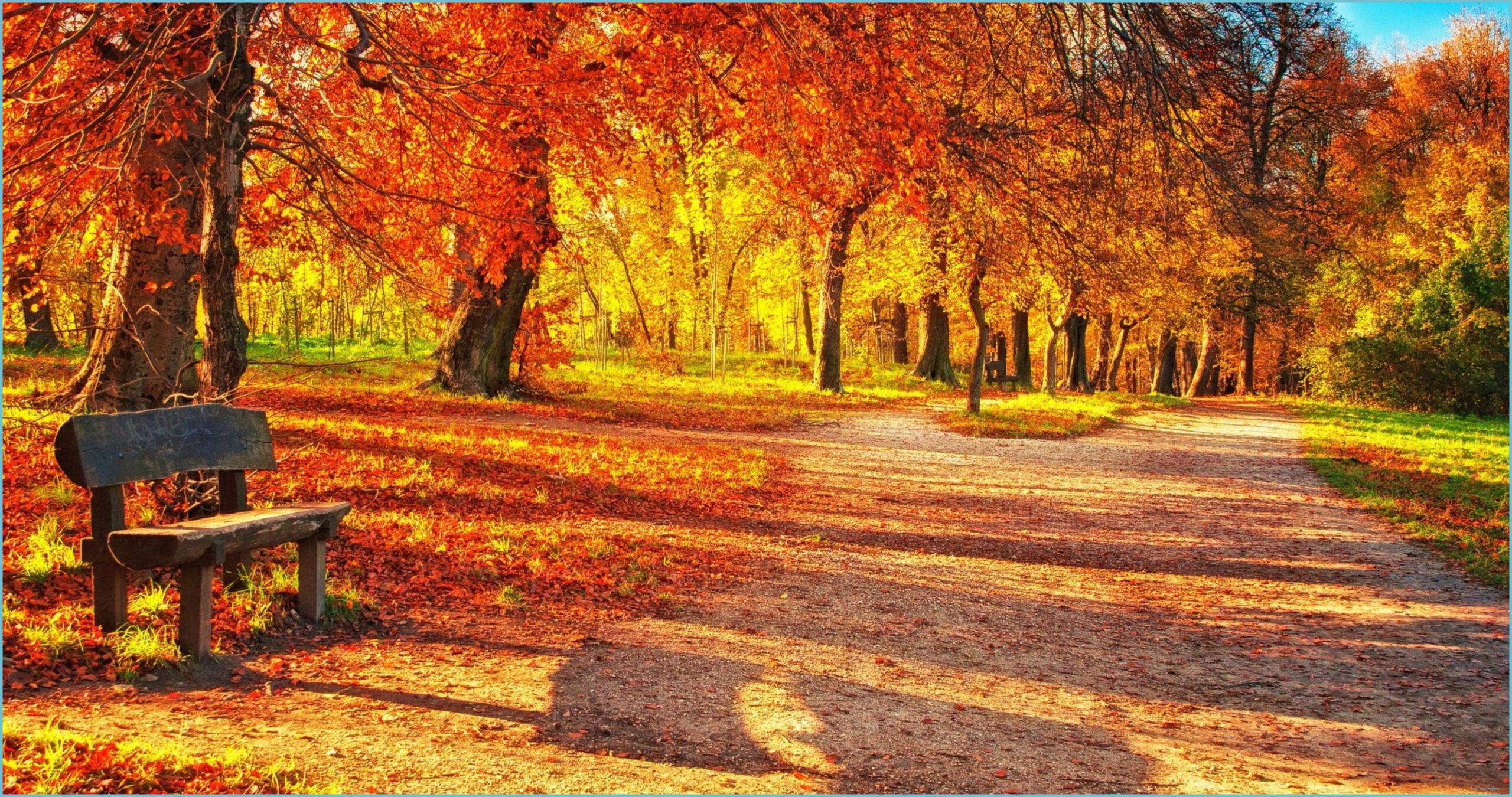 2560x1350 Autumn Leaves Park 9k Ultra HD Wallpaper Autumn Landscape Autumn Wallpaper