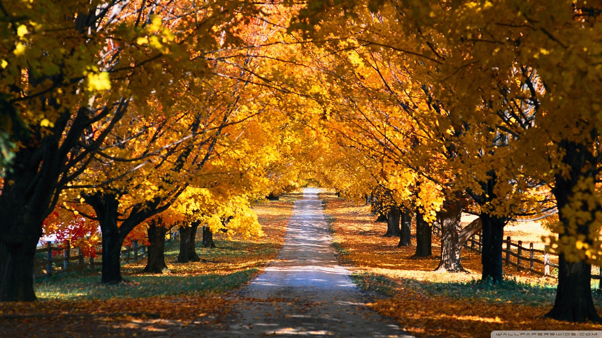 1920x1080 14++ HD Autumn Wallpaper