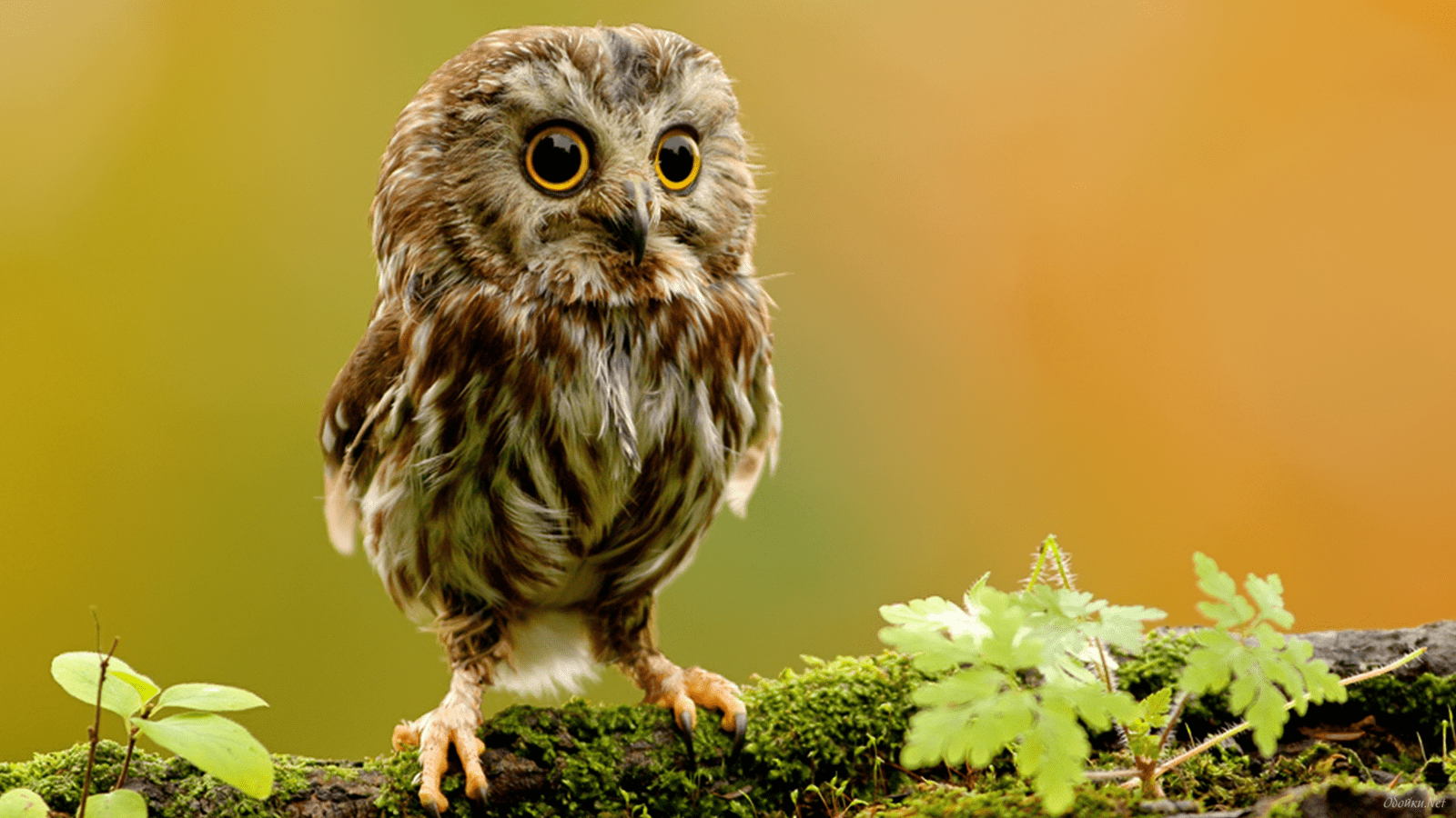 1600x900 HD 4K Owl Wallpaper 1080p For Desktop (2020)