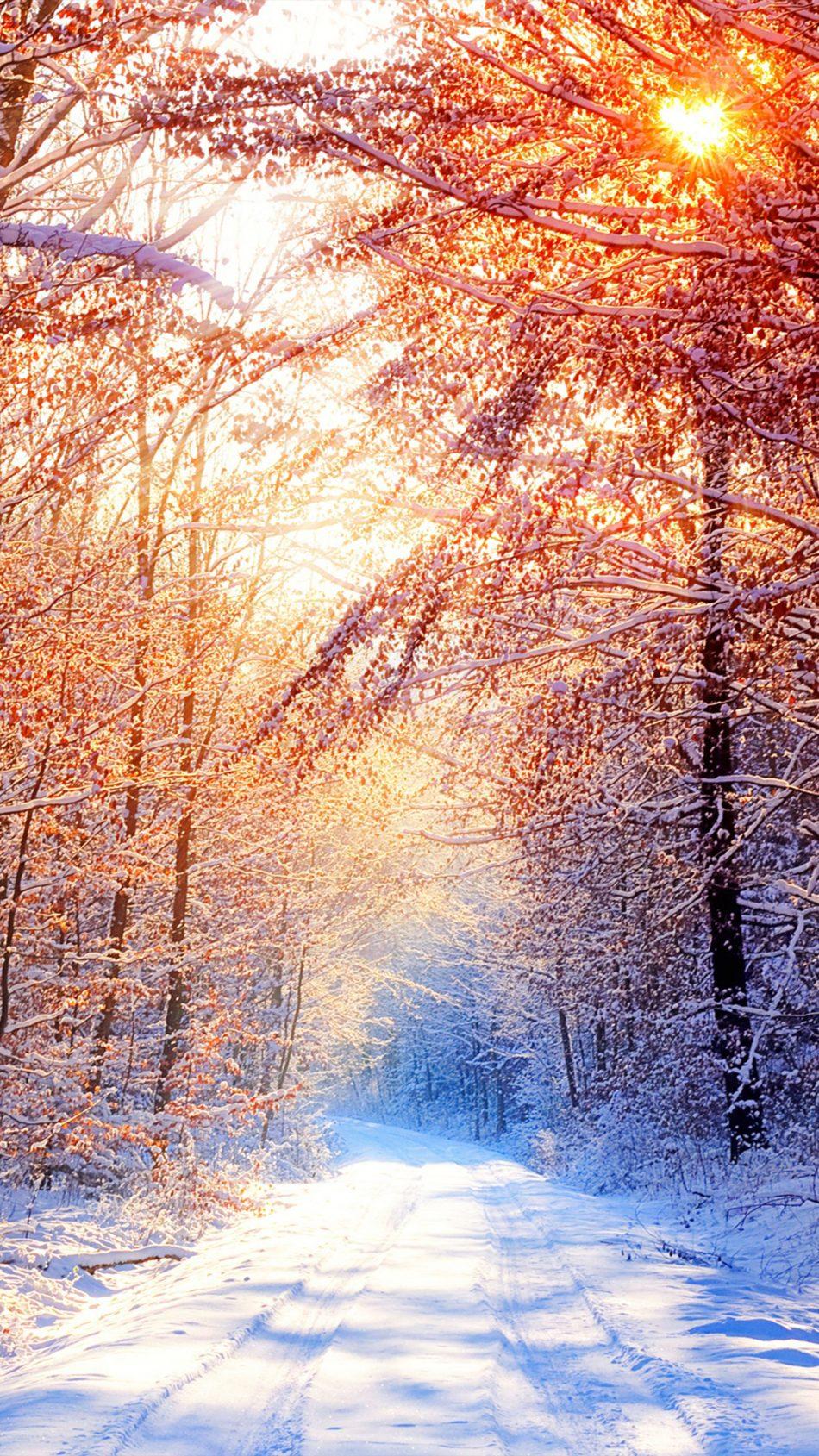 950x1689 Snow Trees Winter Morning 4k Ultra HD Mobile Wallpaper Wallpaper For iPhone