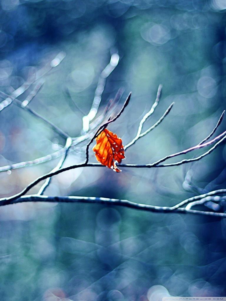 768x1024 Winter Season Wallpaper HD For Mobile