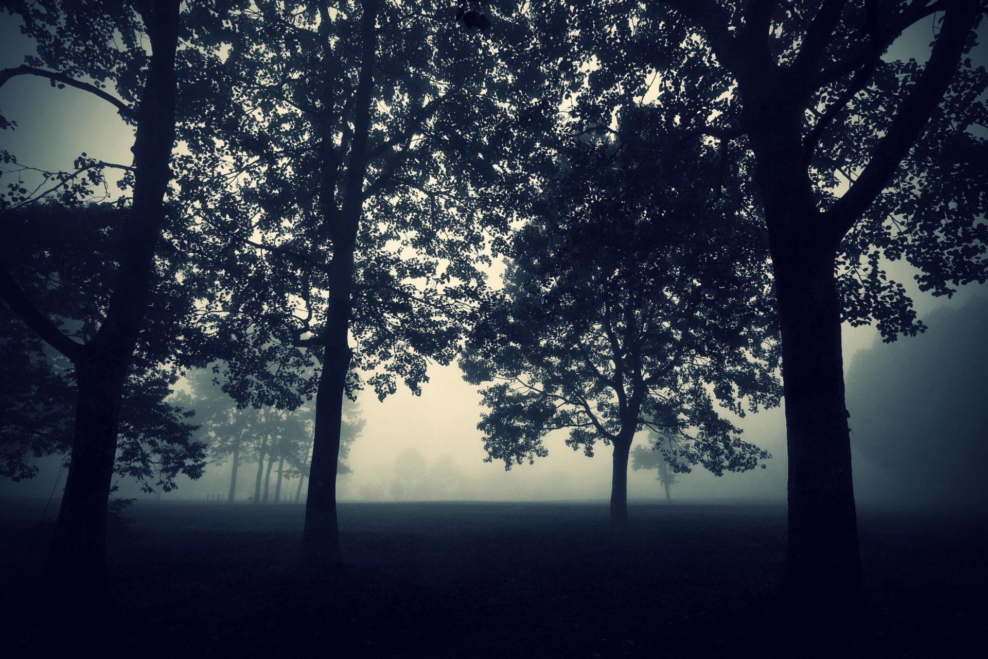 1920x1280 Free download tree fog darkness night twilight nature mysticism forest wallpaper [1920x1280] for your Desktop, Mobile & Tablet. Explore Night Forest Wallpaper. Night Forest Wallpaper, Winter Forest Wallpaper Night