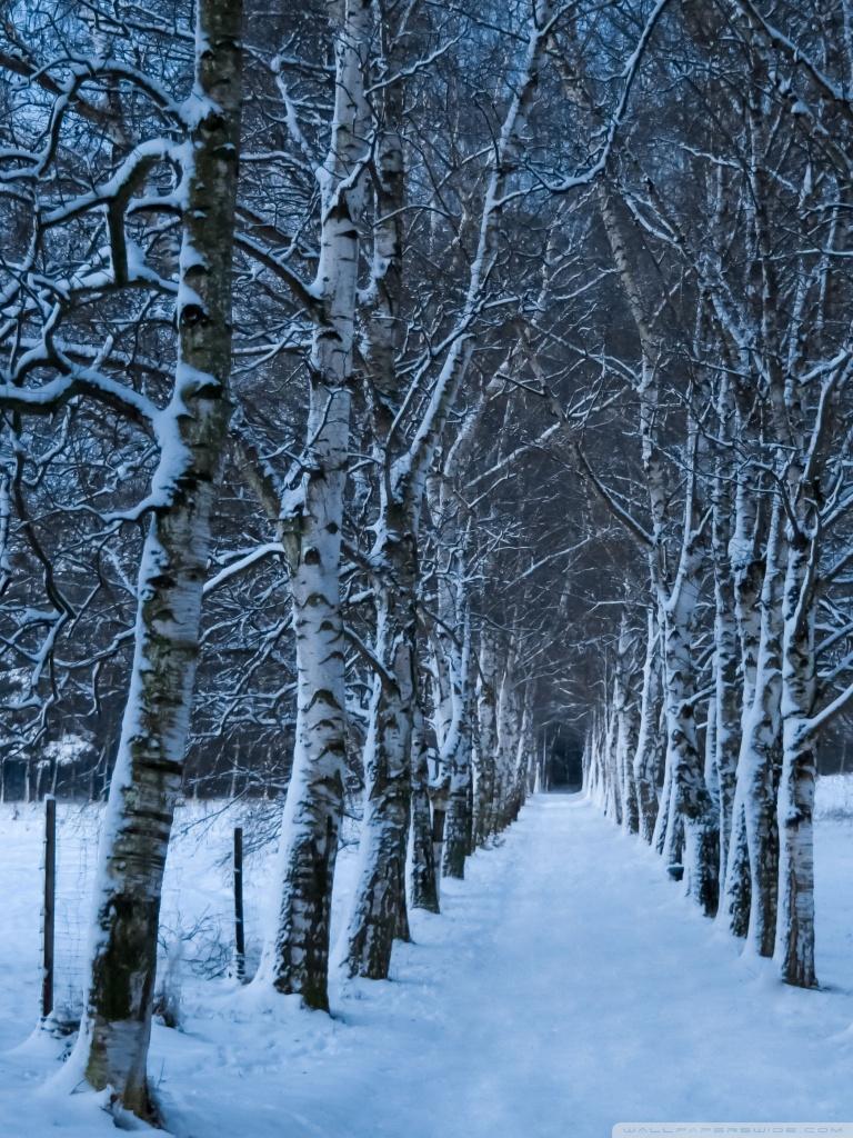 768x1024 Birch Trees Alley, Winter Ultra HD Desktop Background Wallpaper for 4K UHD TV : Multi Display, Dual Monitor : Tablet