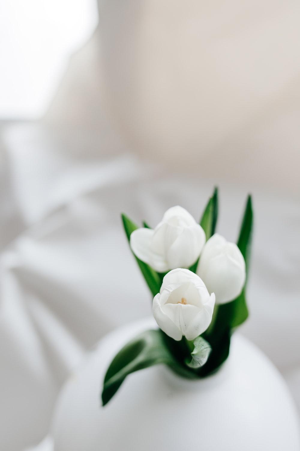 1000x1500 White Tulips Picture. Download Free Image