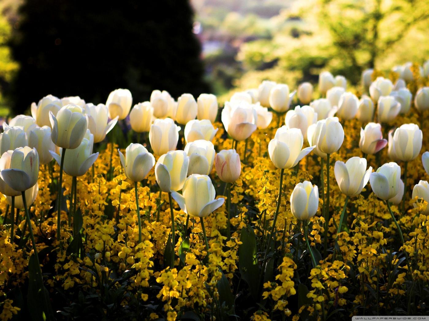 1400x1050 White Tulips Ultra HD Desktop Background Wallpaper for 4K UHD TV : Widescreen & UltraWide Desktop & Laptop : Tablet