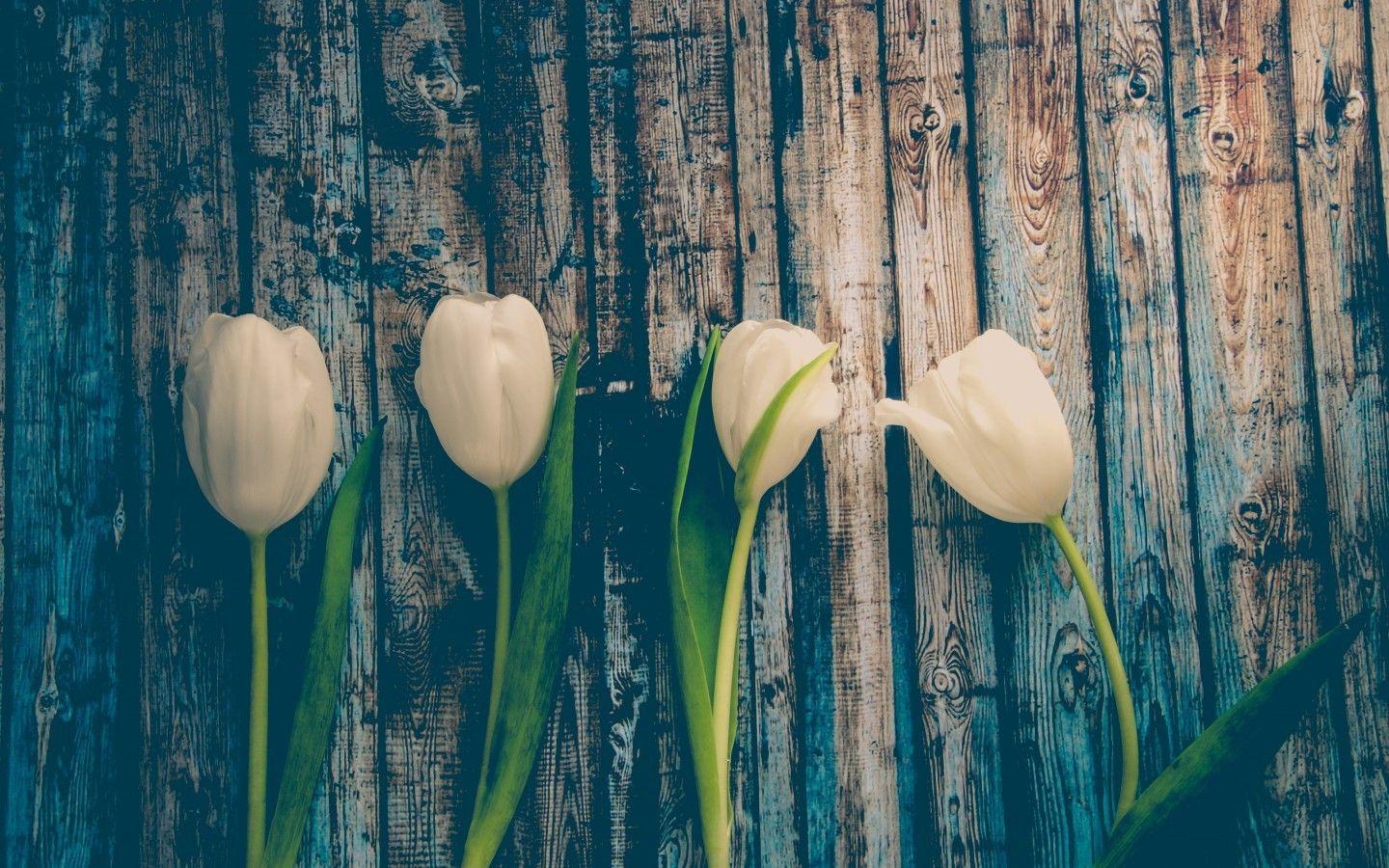 1440x900 Tulips MacBook Wallpaper