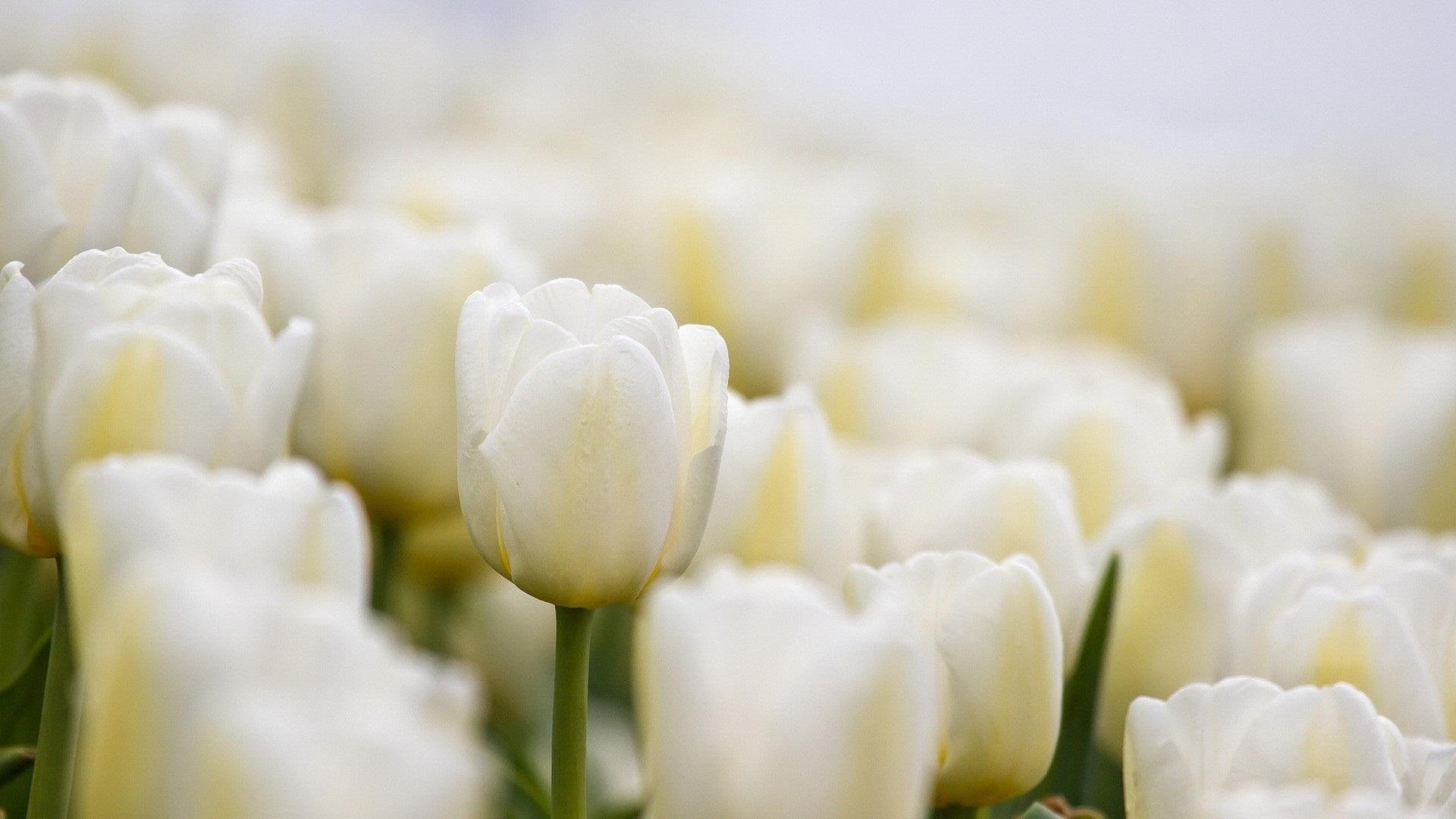 1920x1080 Wallpaper White Tulips Flowers Close Up 1920x1080 Full HD 2K Picture, Image