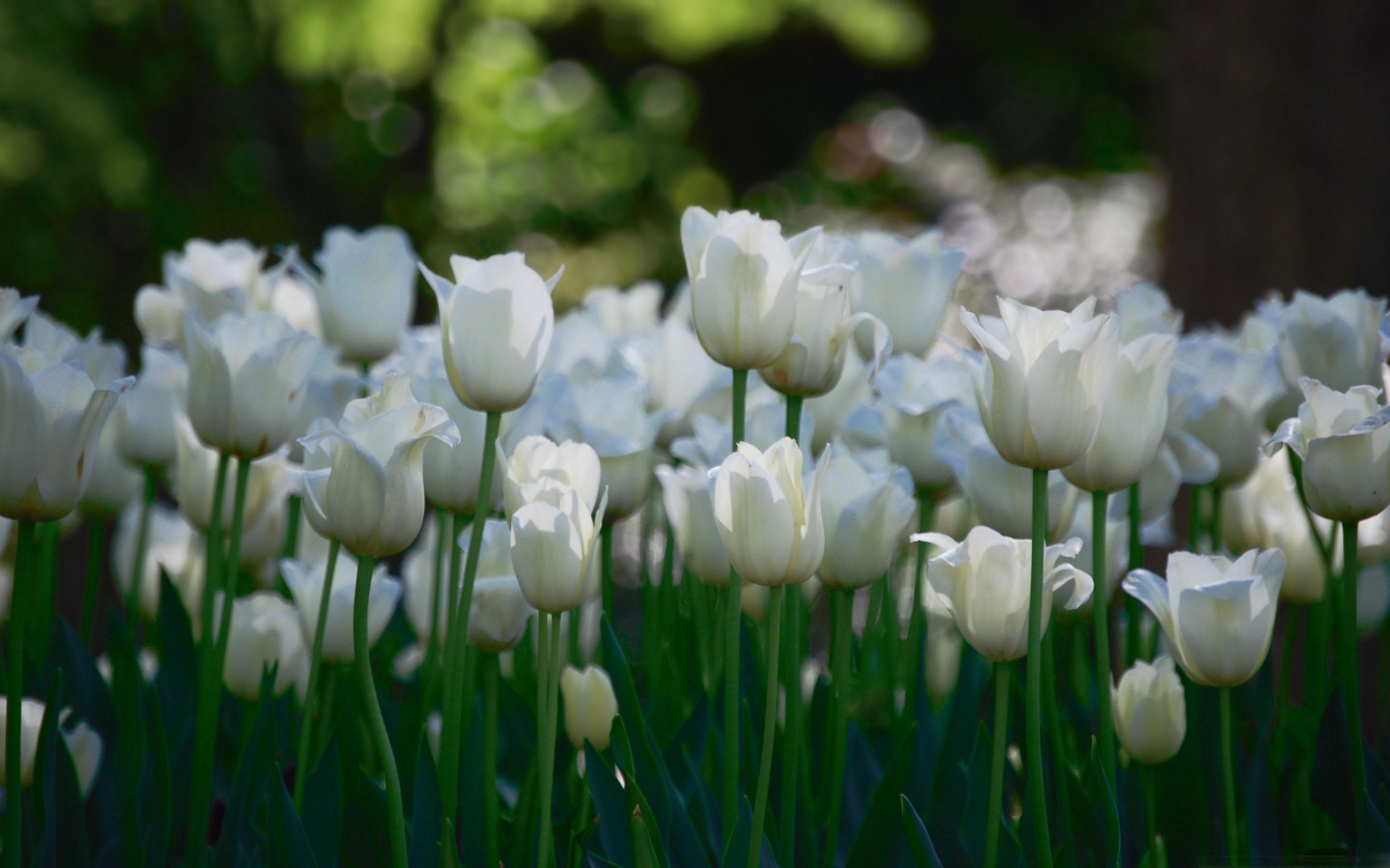 2880x1800 White Tulips MacBook Air Wallpaper Download