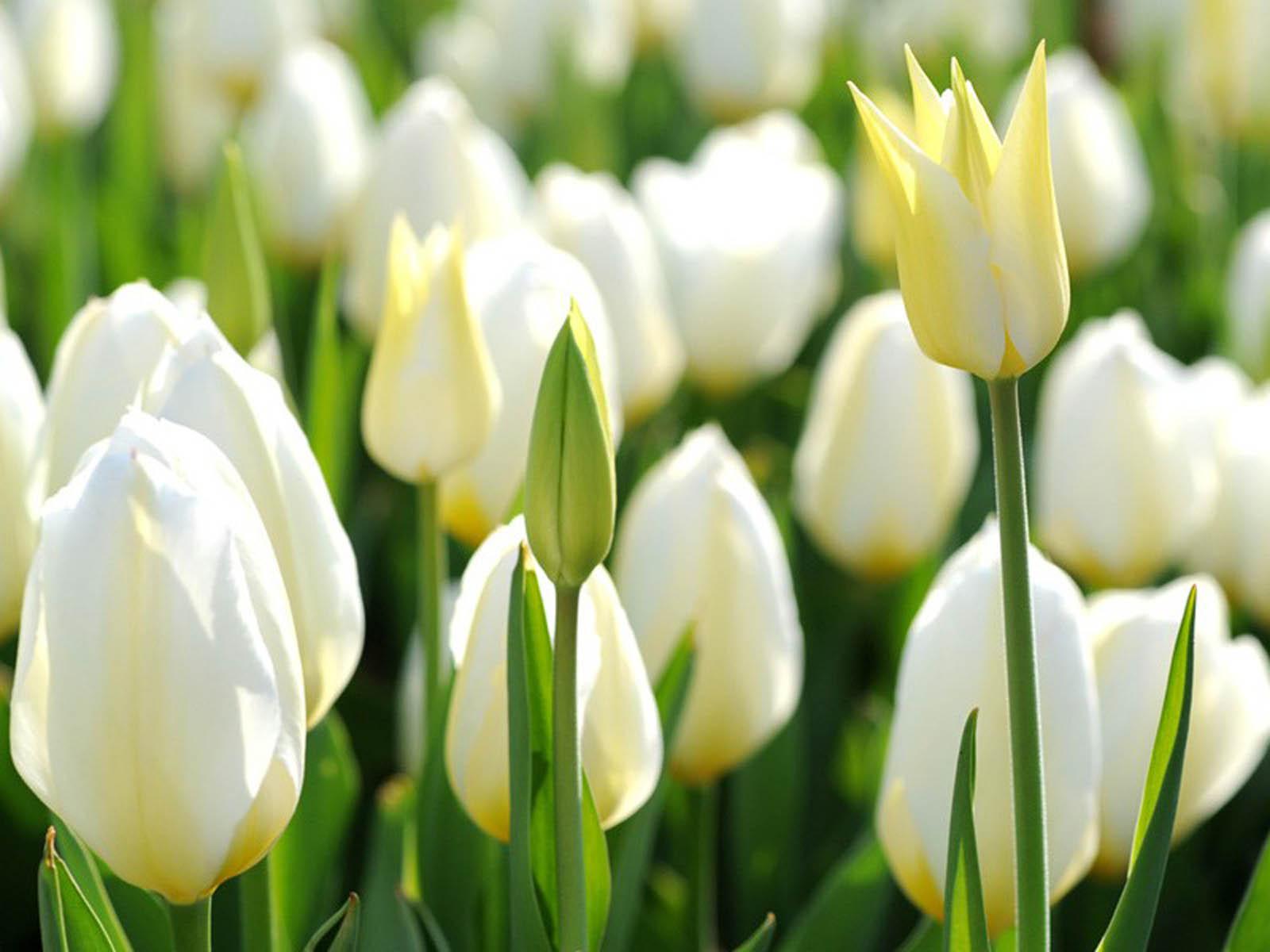 1600x1200 White Tulip Flowers
