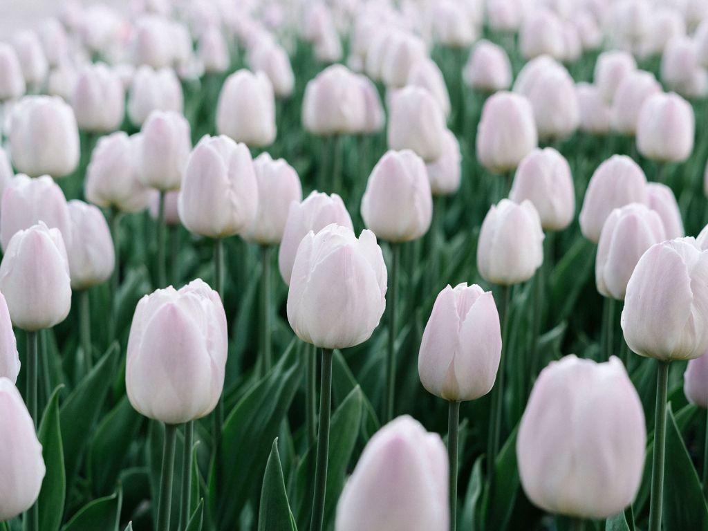 1024x768 Tulips 4K wallpaper for your desktop or mobile screen free and easy to download