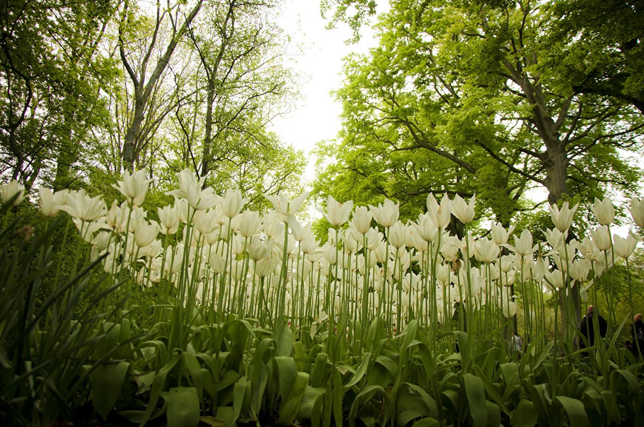 1280x850 Wallpaper Netherlands Keukenhof White Tulips flower Gardens Many
