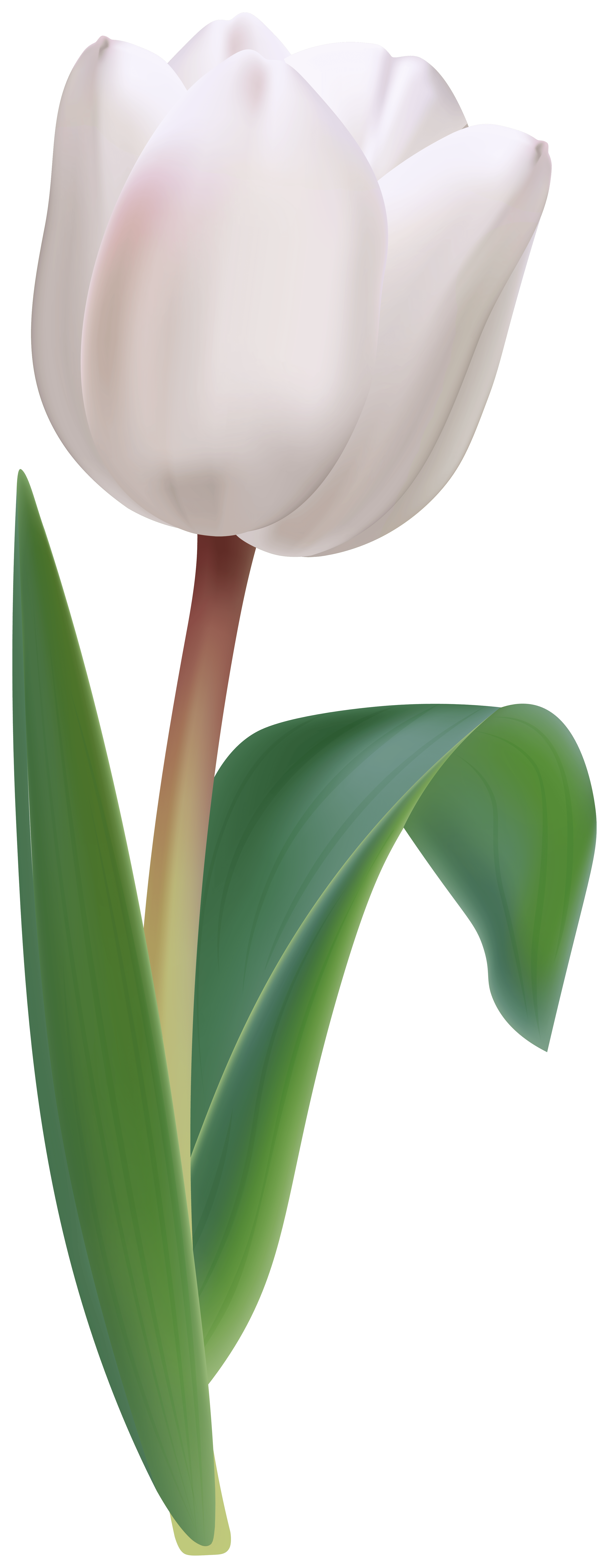3106x8000 White Tulip Flower Transparent Image​-Quality Image and Transparent PNG Free Clipart