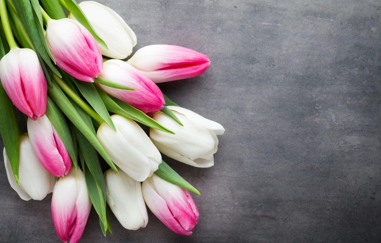1332x850 Beautiful Tulips Wallpaper