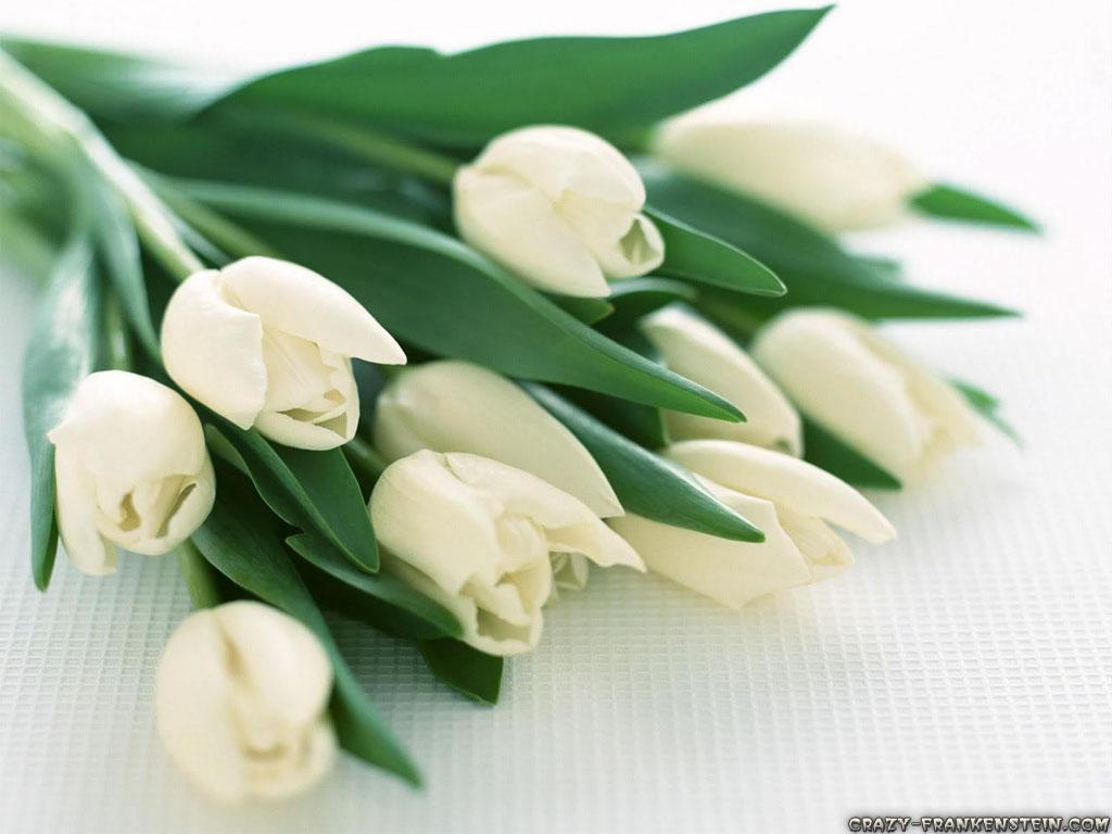 1024x768 Flowers White Tulips wallpaperx768