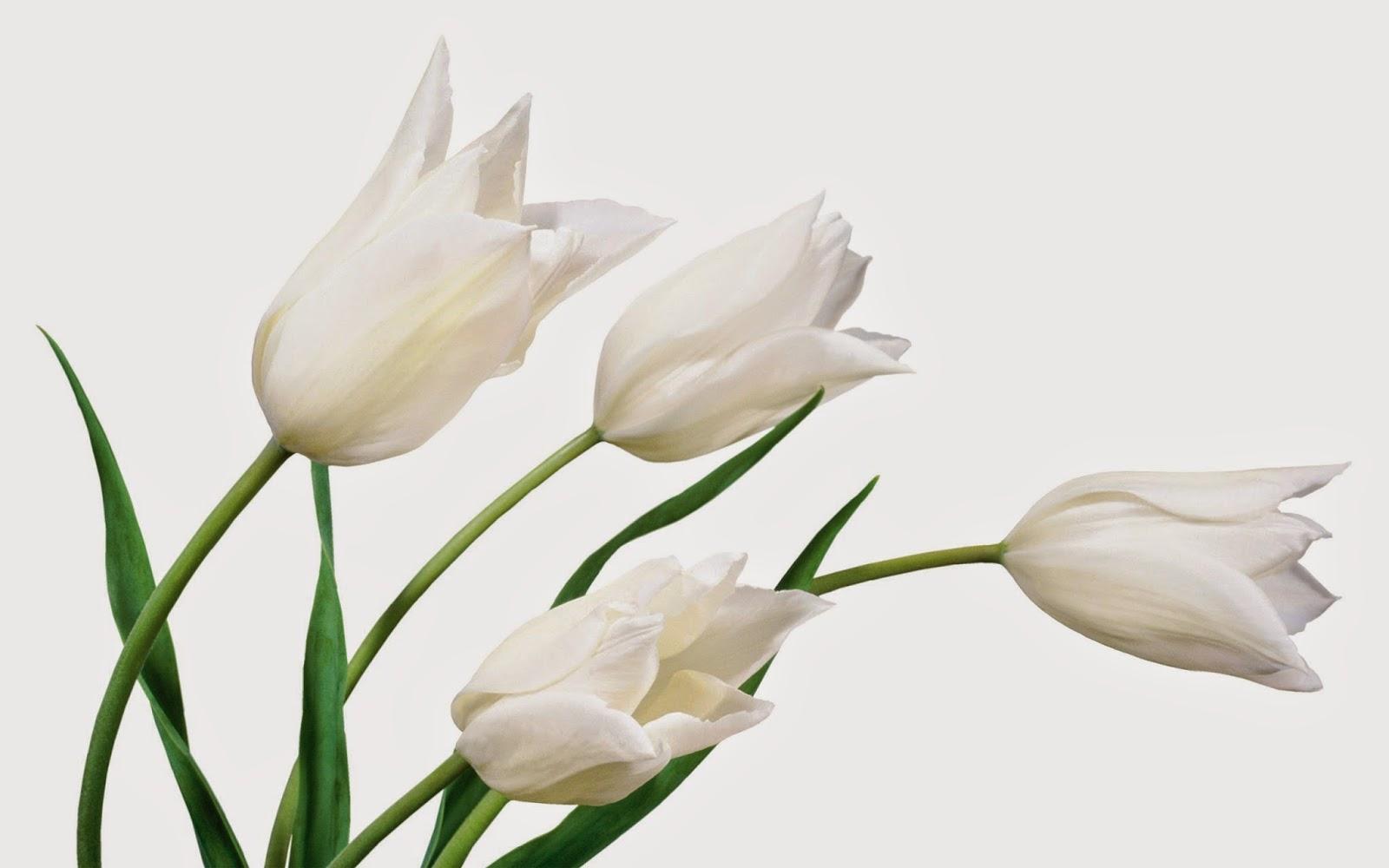 1600x1000 Wallpaper Tulip Putih About White Tulips HD Wallpaper