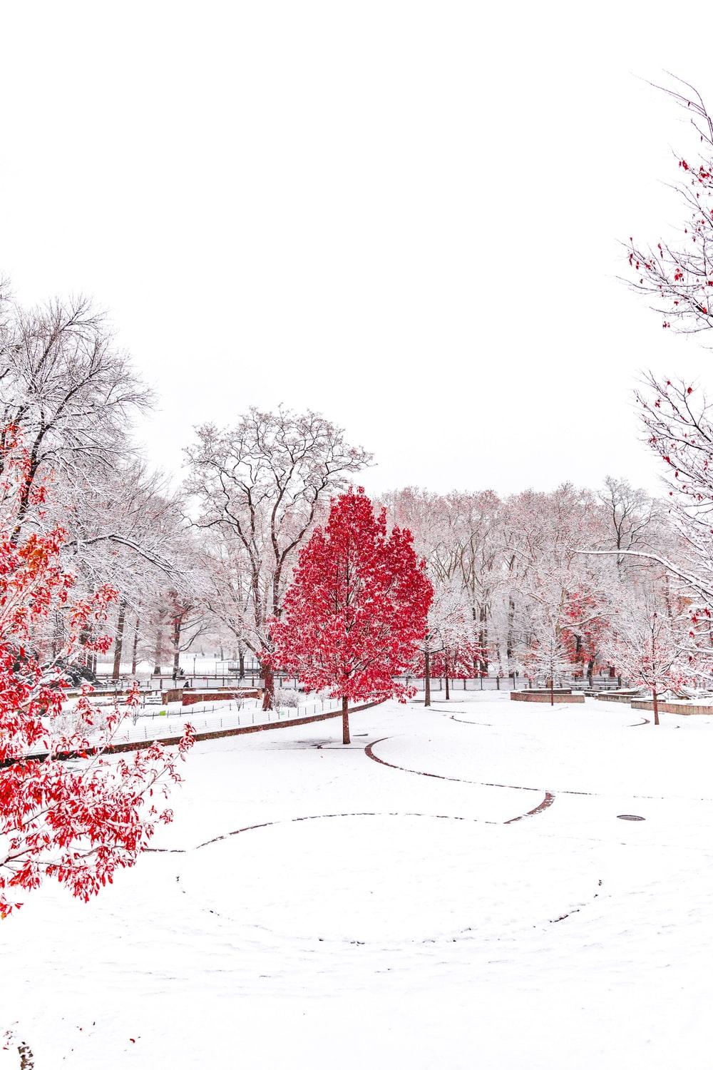 1000x1500 Red Tree Picture. Download Free Image