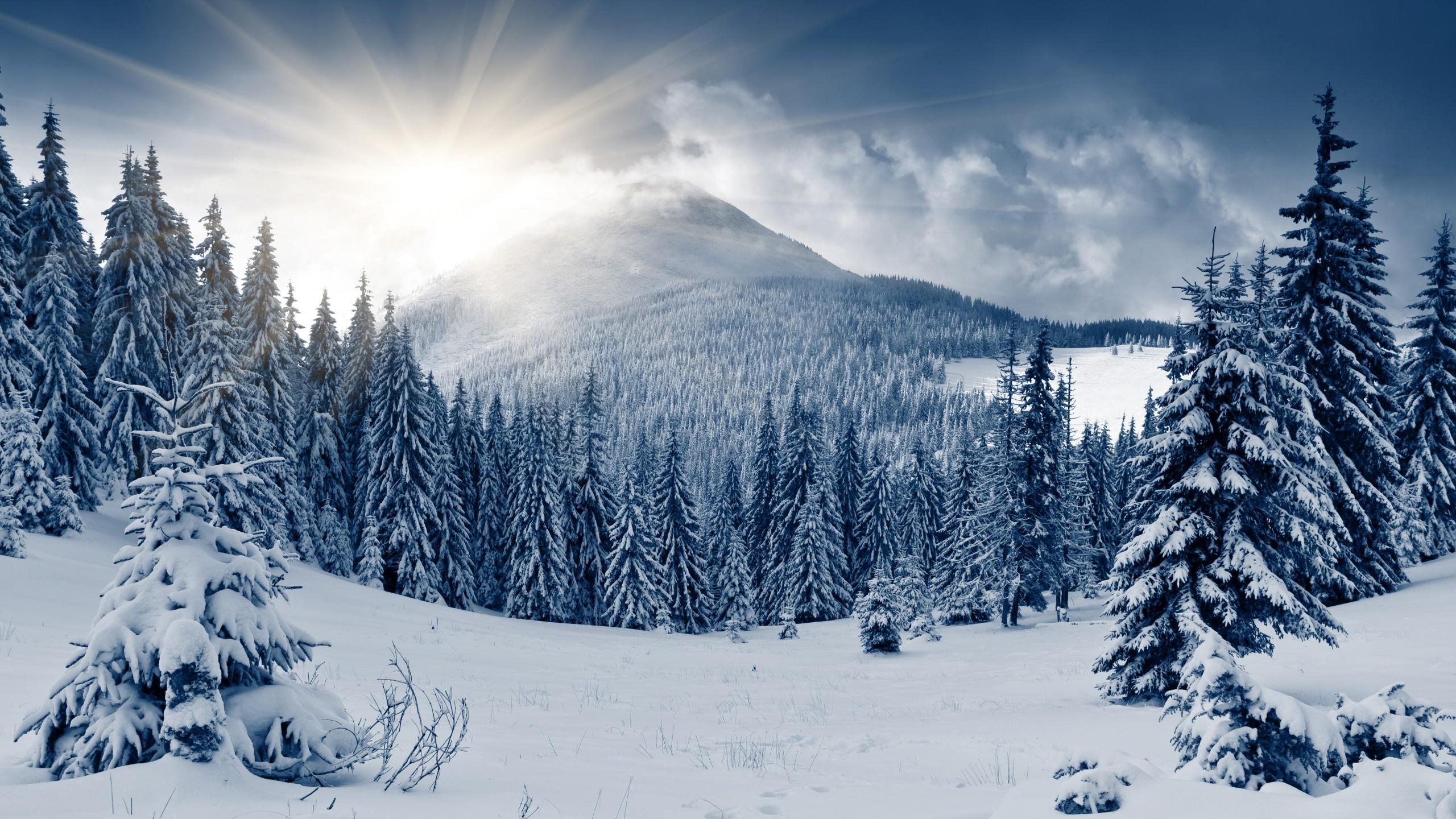 2560x1440 Wallpaper Winter Forest, 5k, 4k Wallpaper, Mountain, Sun, Snow, Fir Trees, Nature