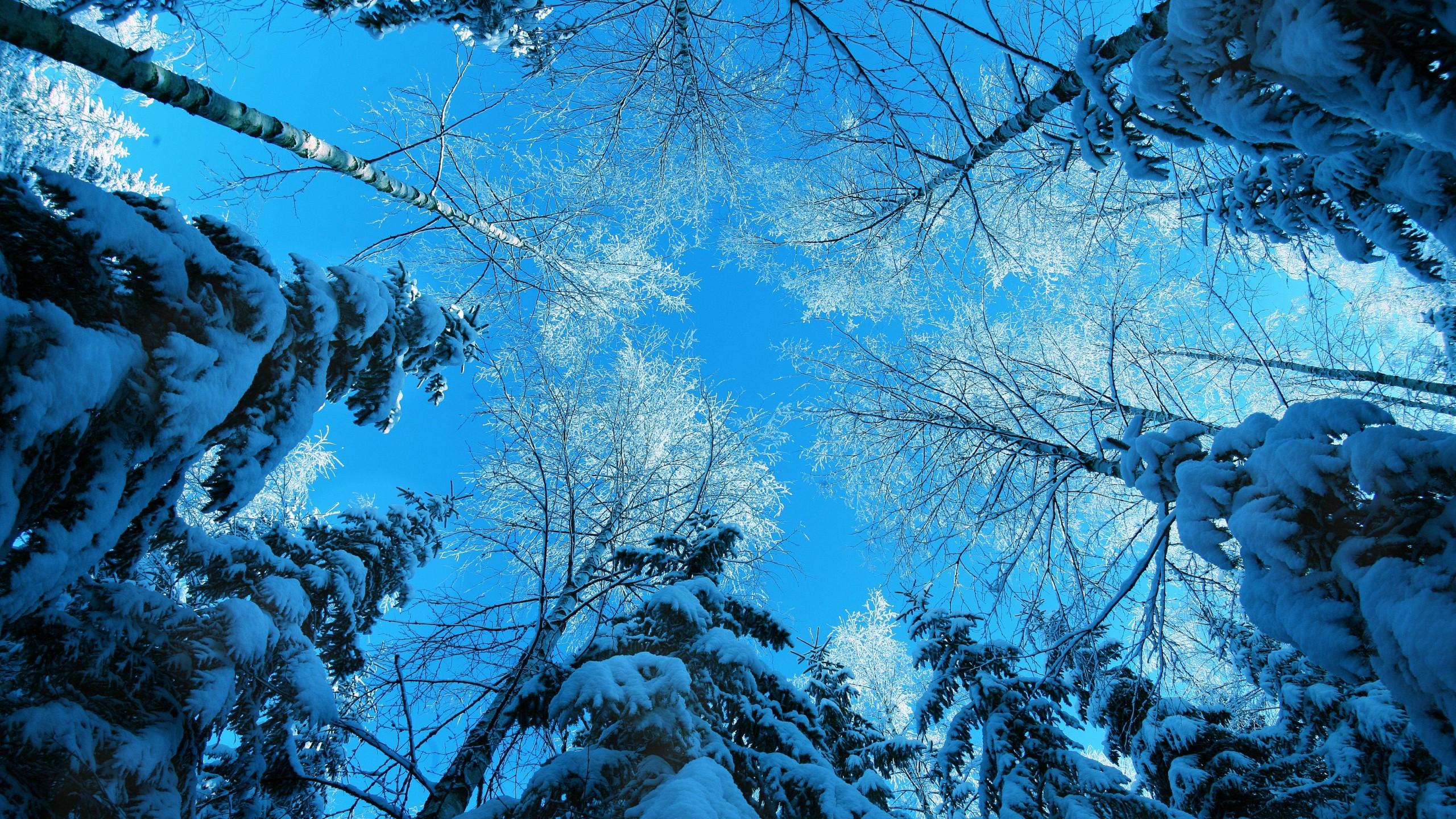 2560x1440 Wallpaper Winter, 5k, 4k Wallpaper, Forest, Fir Tree, Snow, Winter, Nature