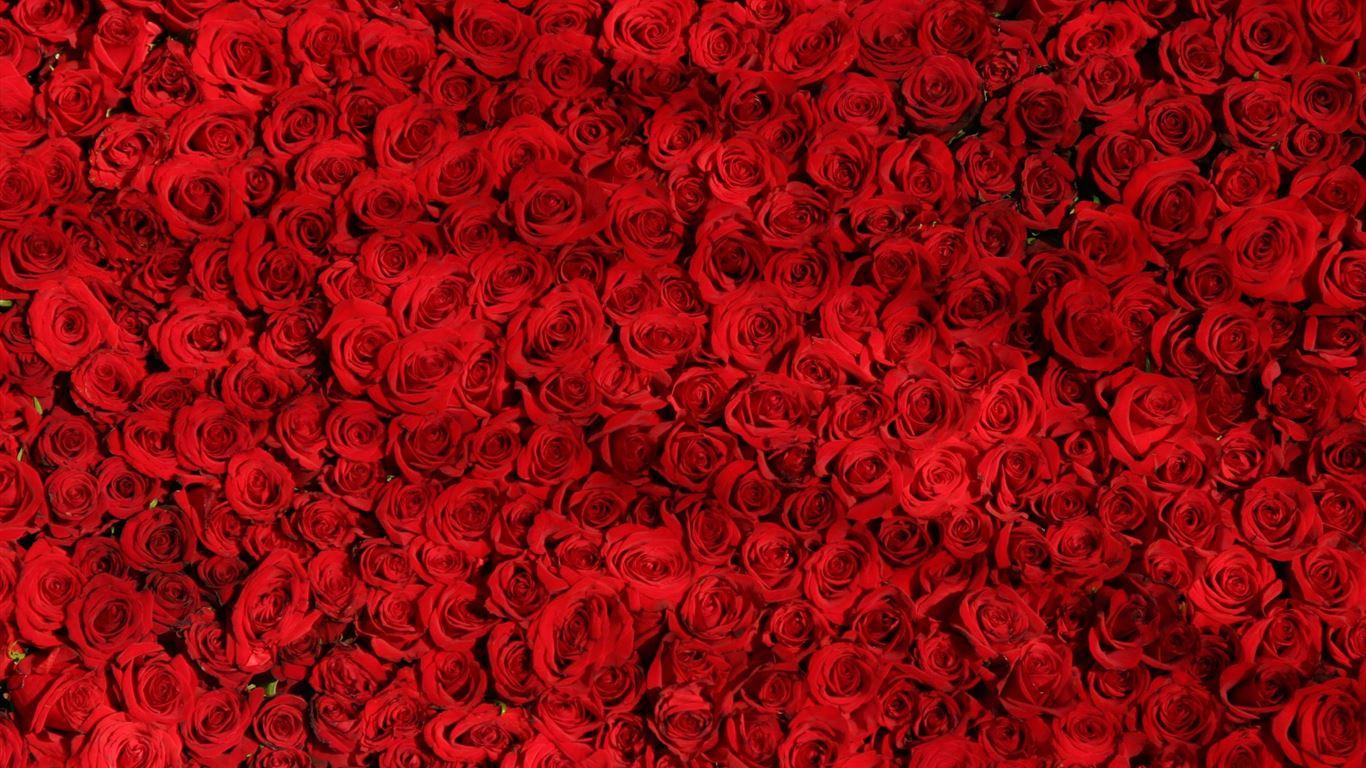 1366x768 Love Red Roses Background MacBook Air Wallpaper Download