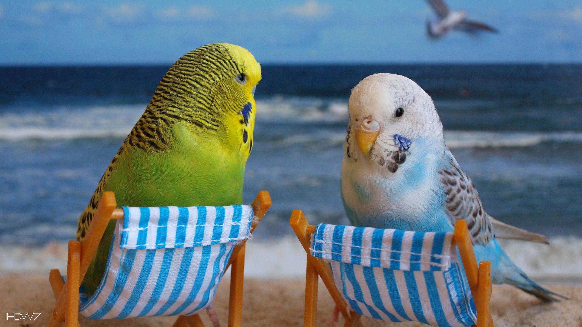 1920x1080 budgie funny budgies birds beach. HD wallpaper gallery