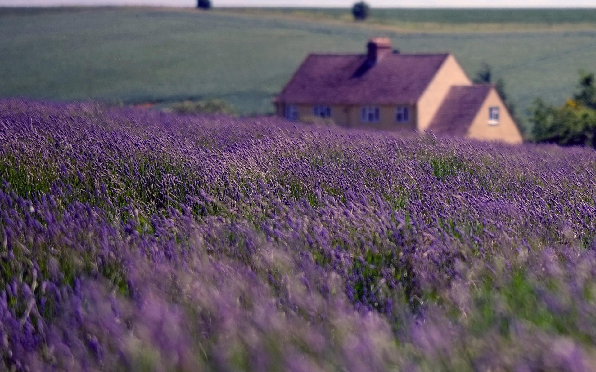 1920x1200 Download wallpaper England, village, summer, lavender, UK, United Kingdom for desktop with resolution 1920x1200. High Quality HD picture wallpaper