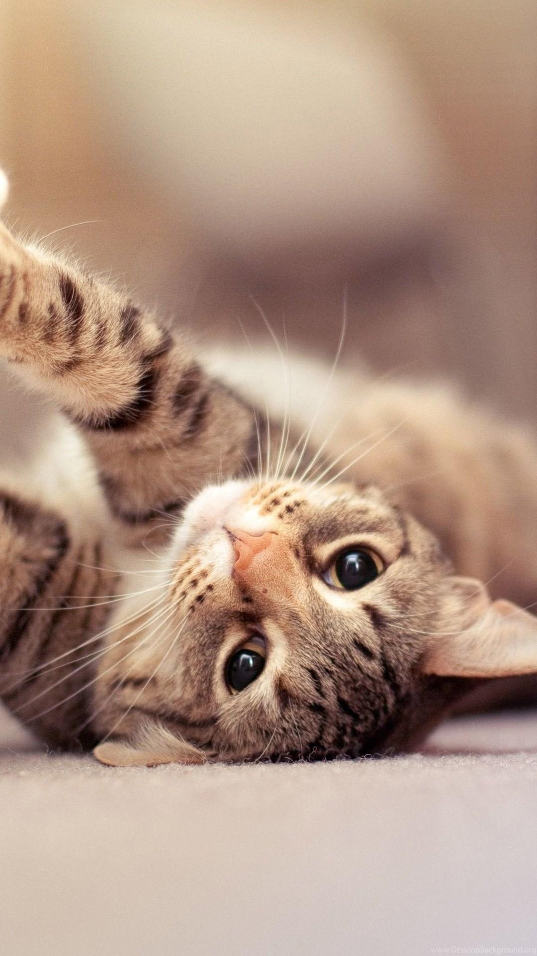 1080x1920 Cute Cat Mobile Wallpaper 7227 Desktop Background