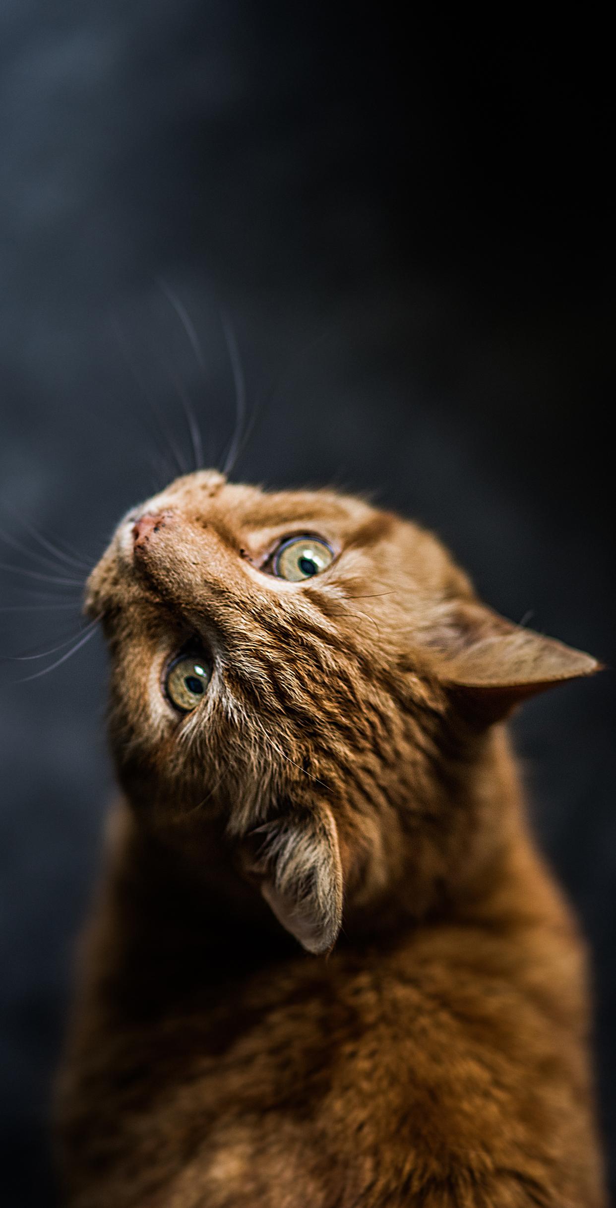 1242x2436 Cute Cat Wallpaper HD For Mobile