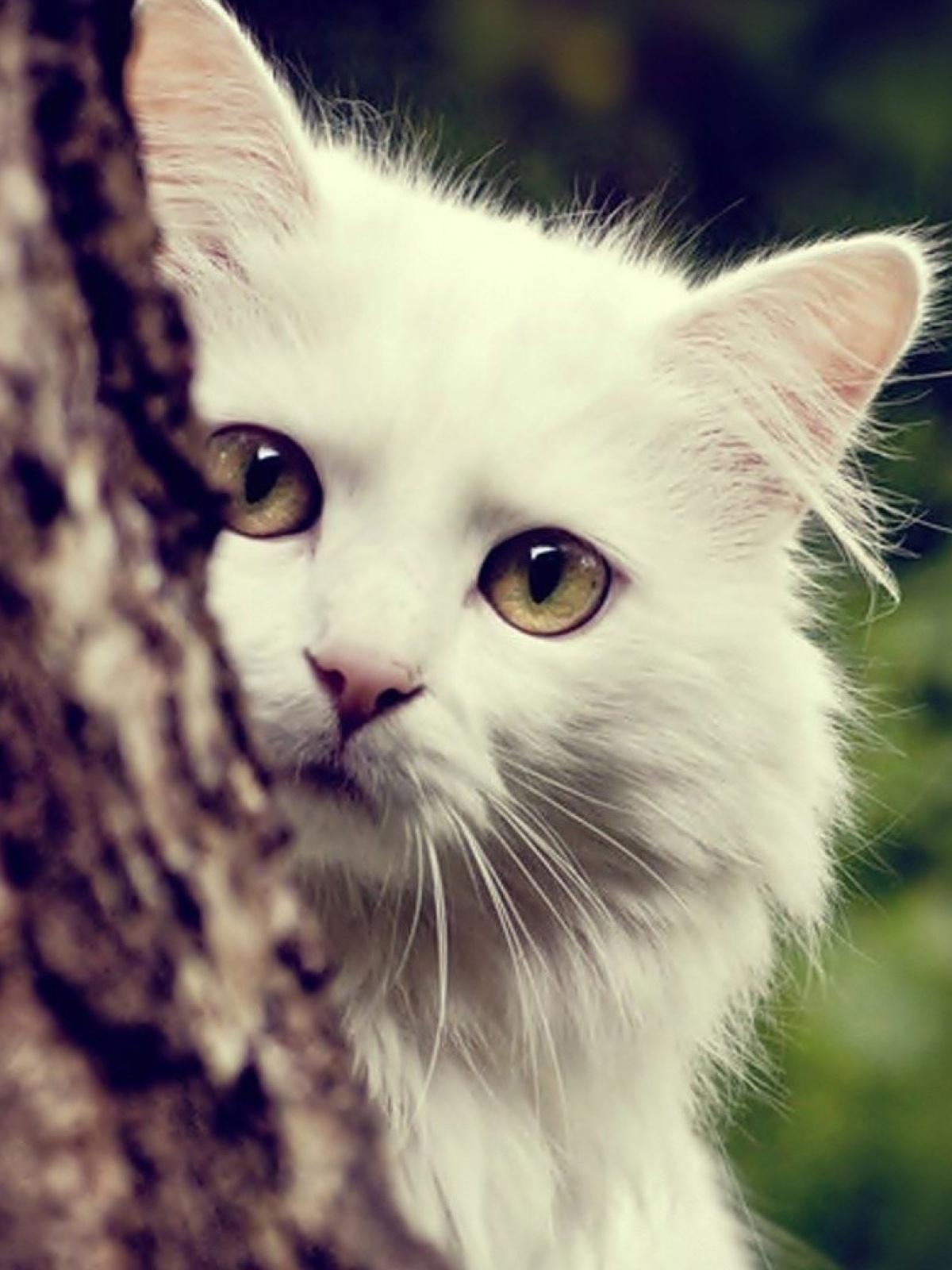1200x1600 White Cat Mobile Wallpaper
