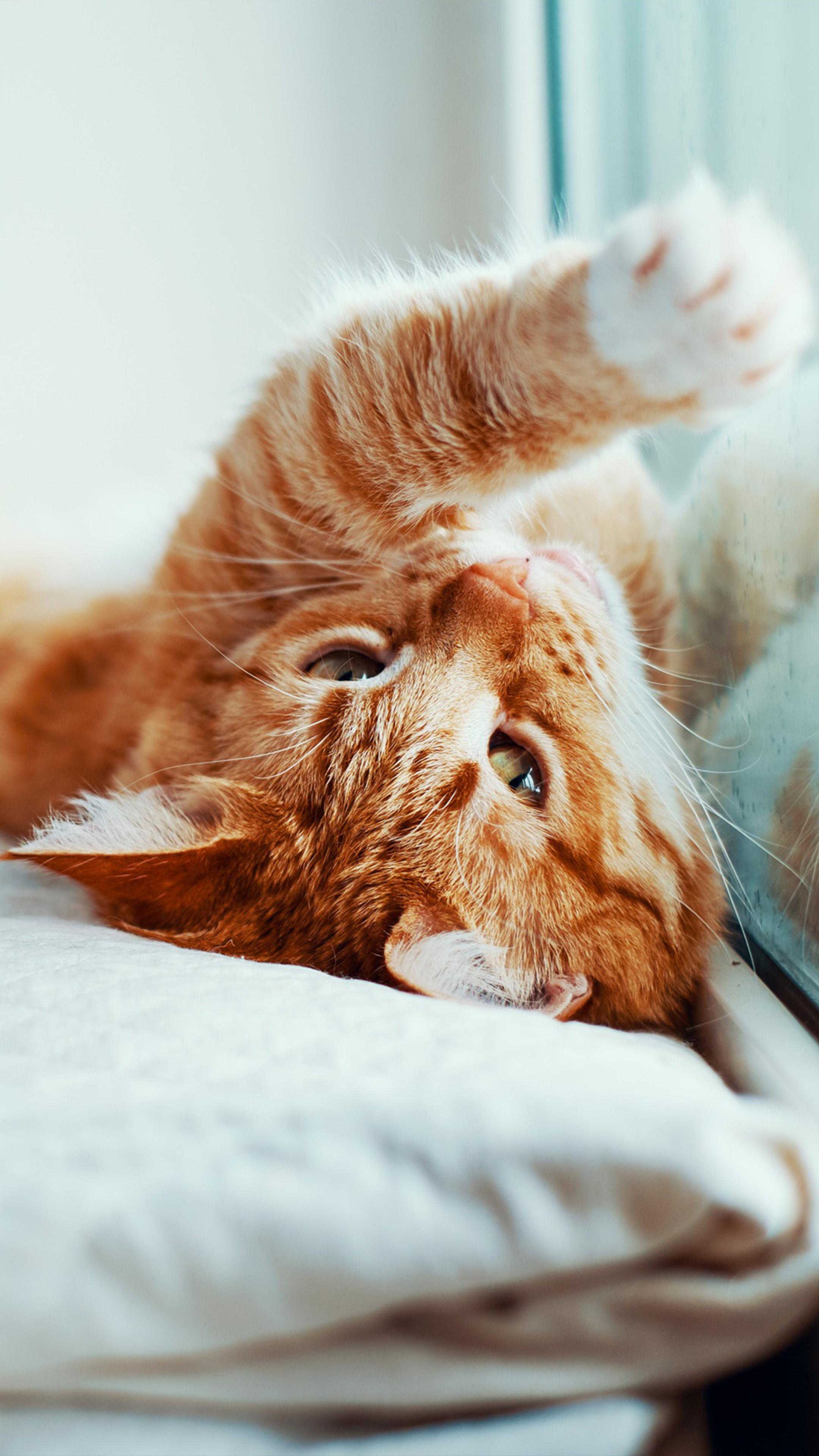 2160x3840 Cute Pet Cat Playing 4K Ultra HD Mobile Wallpaper