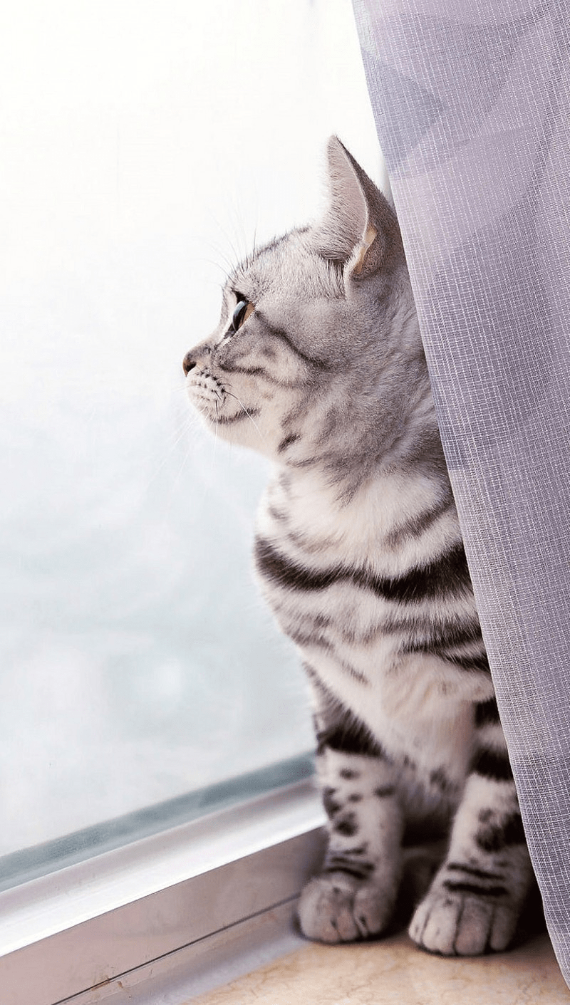 Cat Mobile Wallpapers Top Free Cat Mobile Backgrounds WallpaperAccess