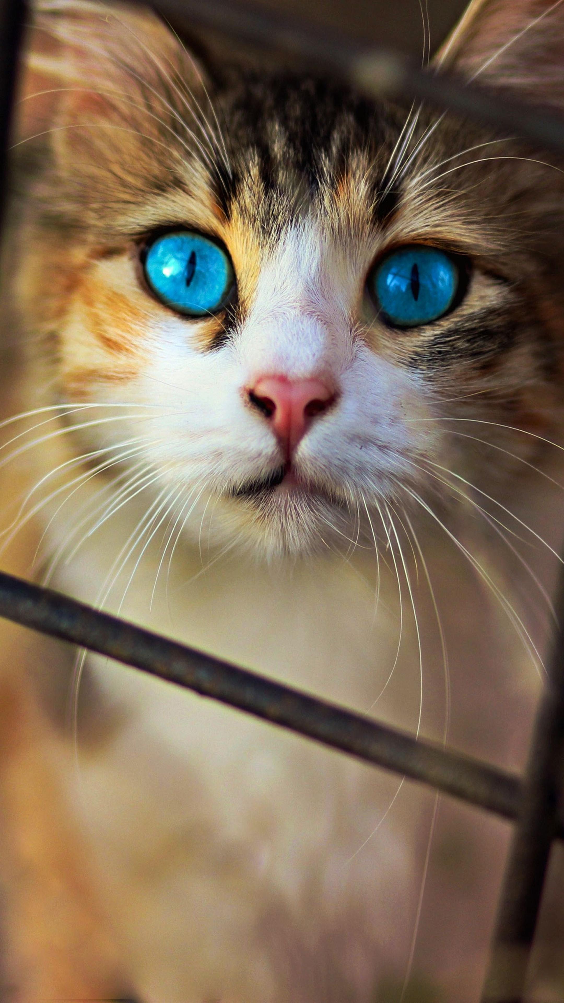 Cat Mobile Wallpapers Top Free Cat Mobile Backgrounds WallpaperAccess