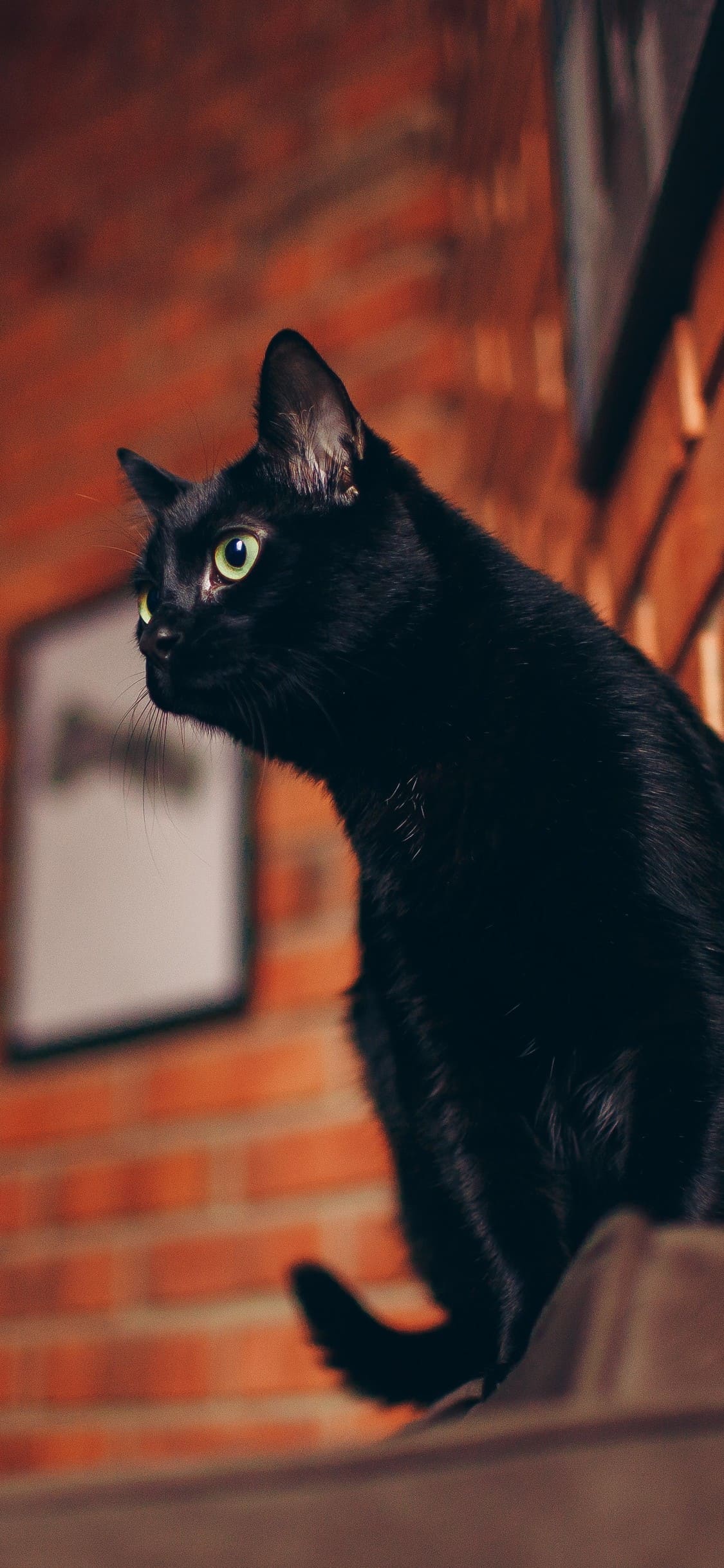 1125x2436 Cat Phone Wallpaper