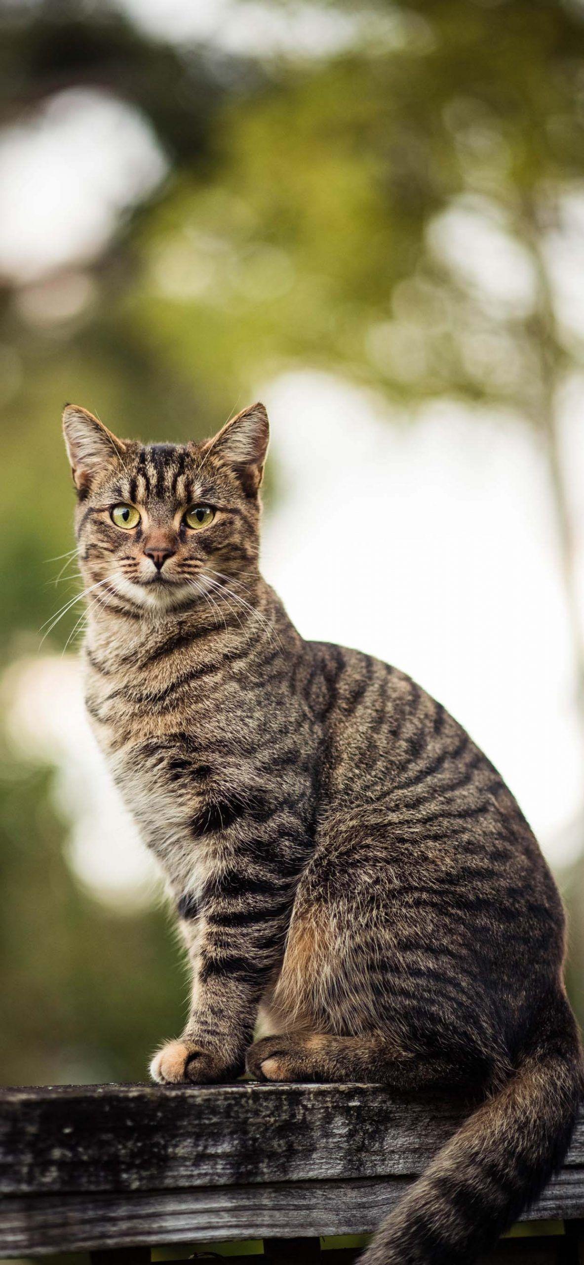 1183x2560 Cat Cute Mobile Wallpaper