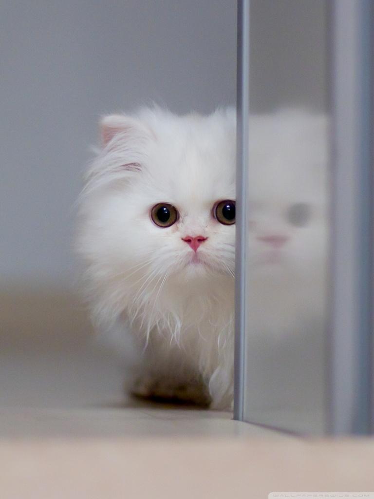 768x1024 Cat Wallpaper Phone. Best Cat Wallpaper