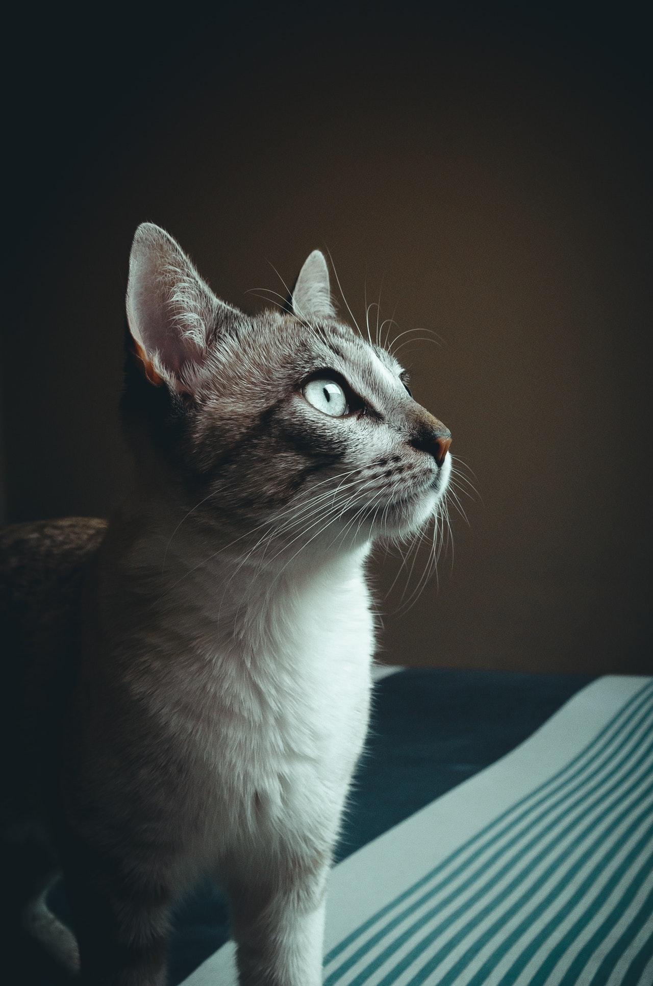 1280x1932 Cat Close Up Mobile Phone Full HD Wallpaper
