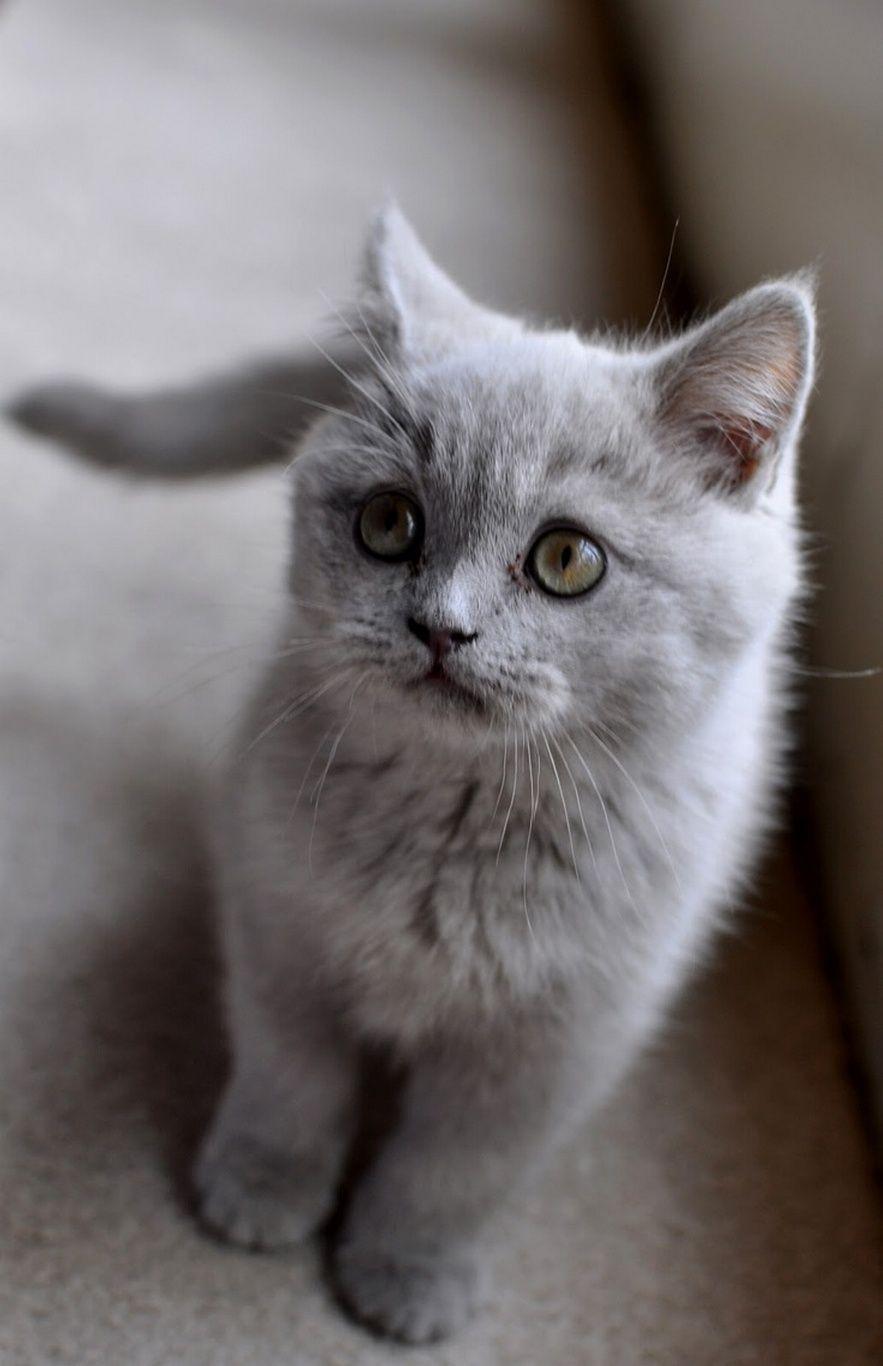 883x1366 Cat Cute Mobile Wallpaper