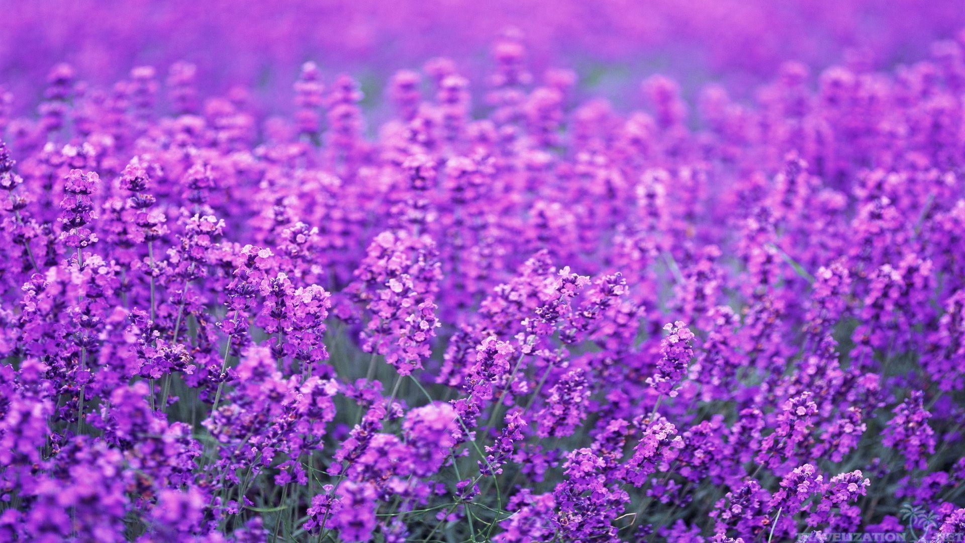1920x1080 Free download lavender flowers wallpaper 19201080 Share Lead Inspire doTERRA [1920x1080] for your Desktop, Mobile & Tablet. Explore Lavender Flower Wallpaper. Lavender Wallpaper, Wallpaper for Walls Purple Floral, Purple Flower Wallpaper Background