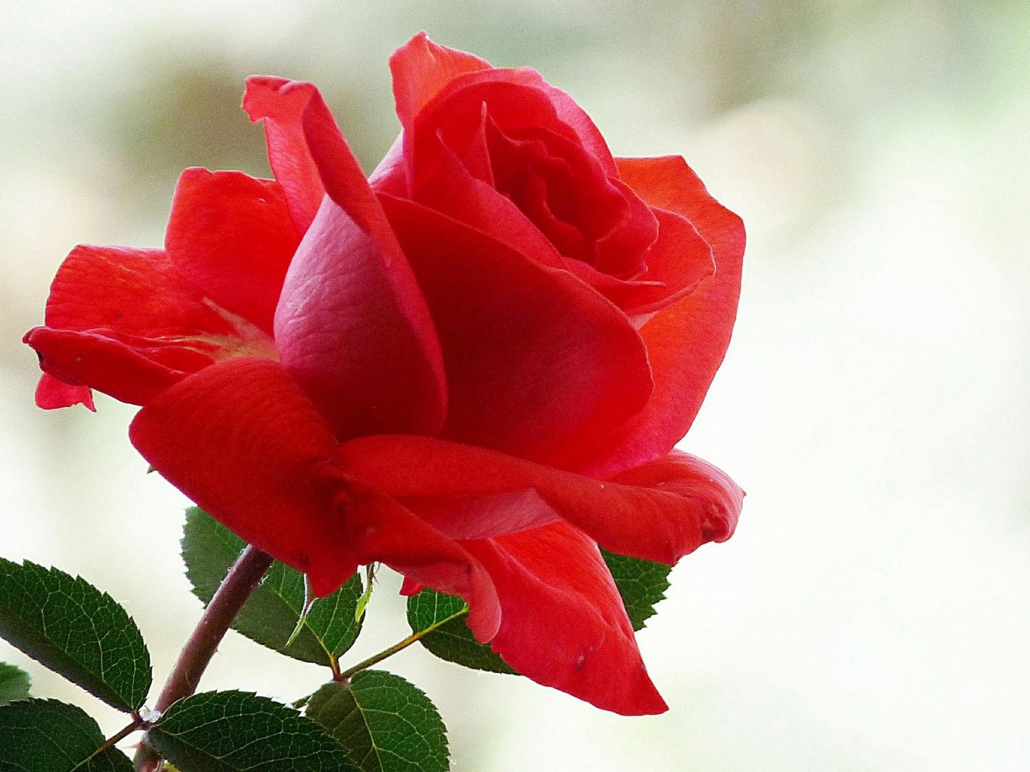 2048x1536 2048x Free Nature Roses Flower Wallpaper High Flower Image HD