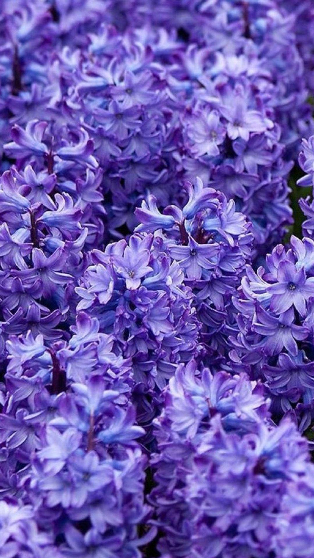 1080x1920 Purple Flower Wallpaper For iPhone. mywallpaper site. Purple flowers wallpaper, Flower iphone wallpaper, Purple flowers