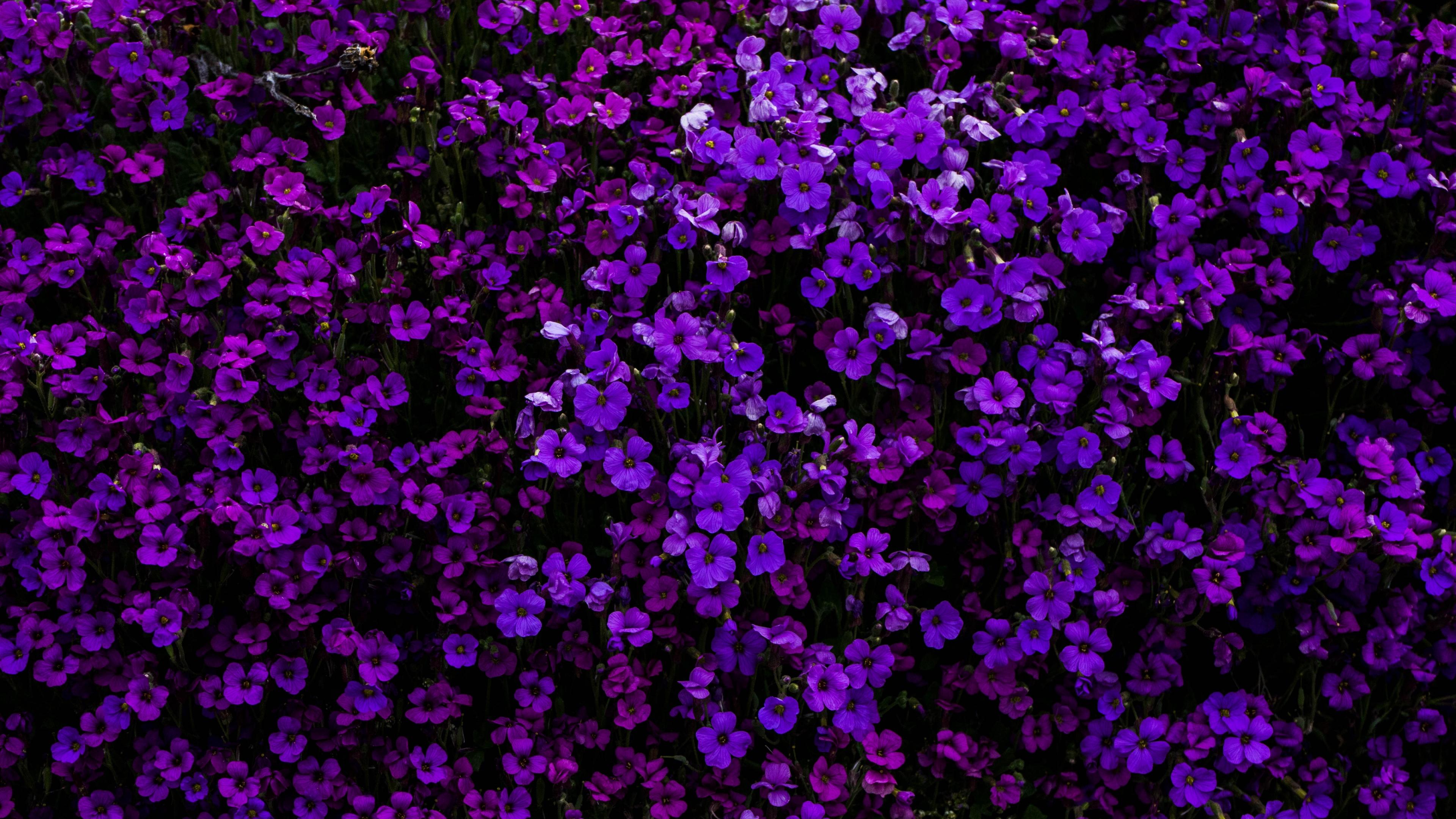 3840x2160 Purple Flowers Wallpaper 4K, Floral Background, Beautiful, Blossom, Garden, Flowers