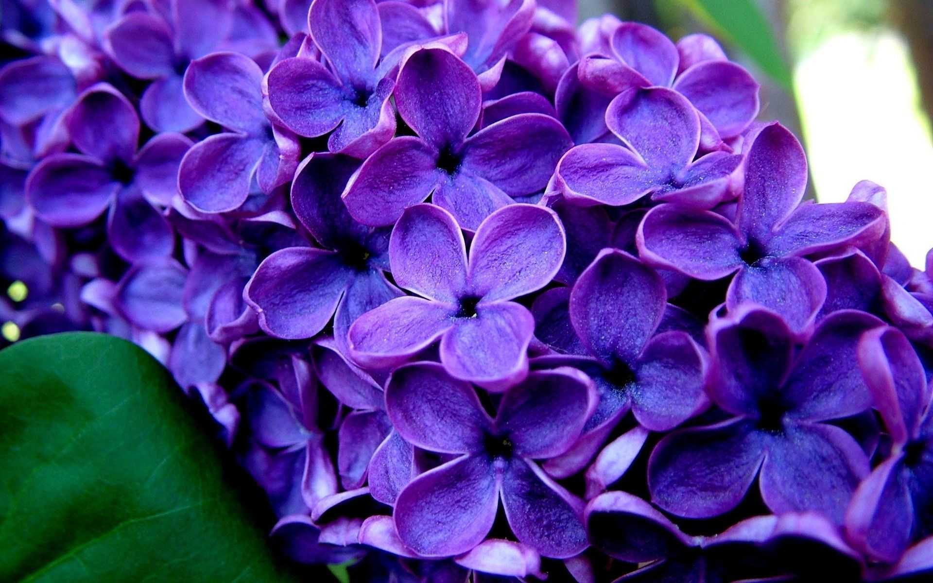1920x1200 Lavender Flower Wallpaper Free HD Wallpaper