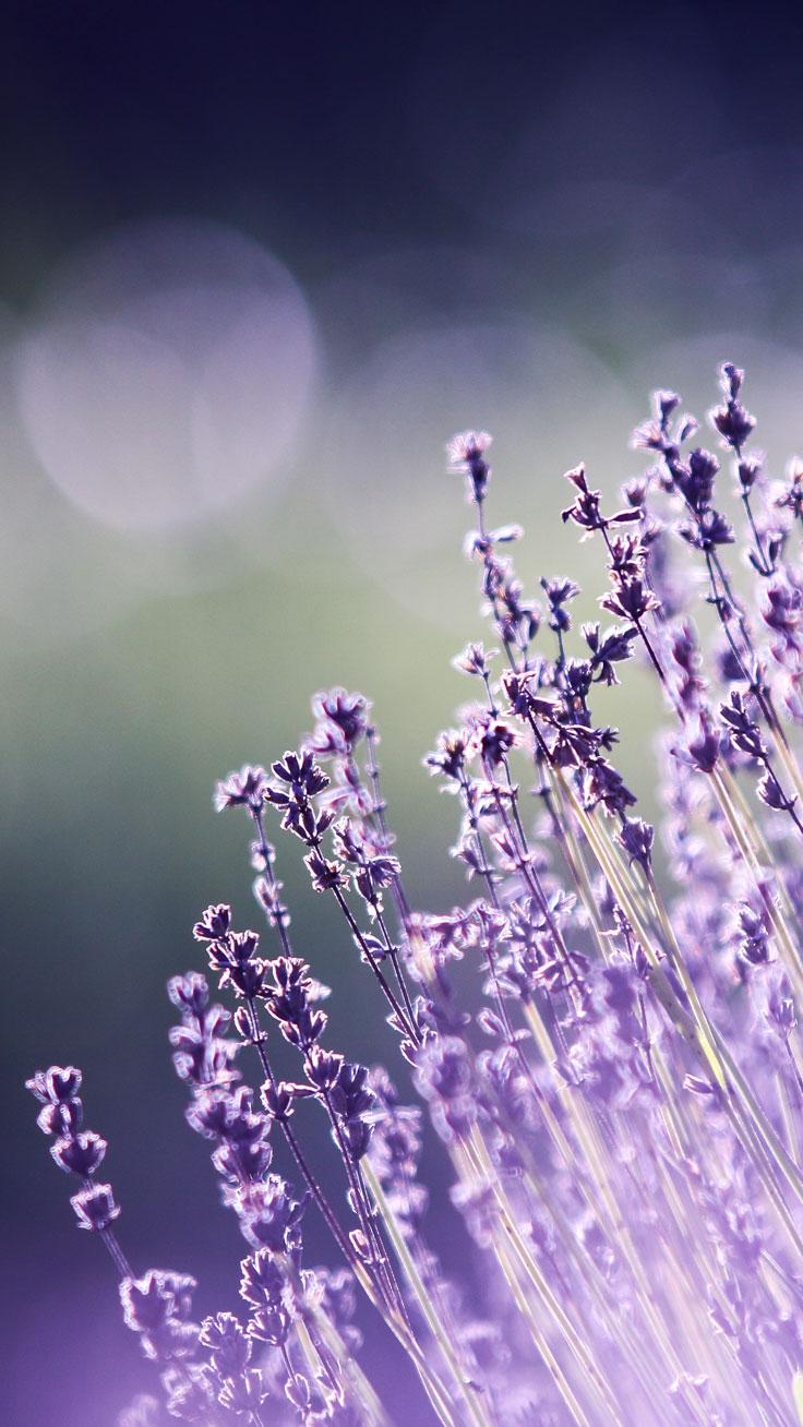 736x1308 Beautiful Flower Wallpaper For iPhone (Free Download!)