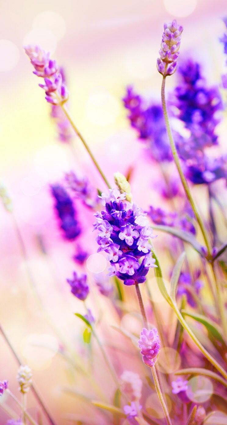 744x1392 Simple Lavender Desktop Wallpaper